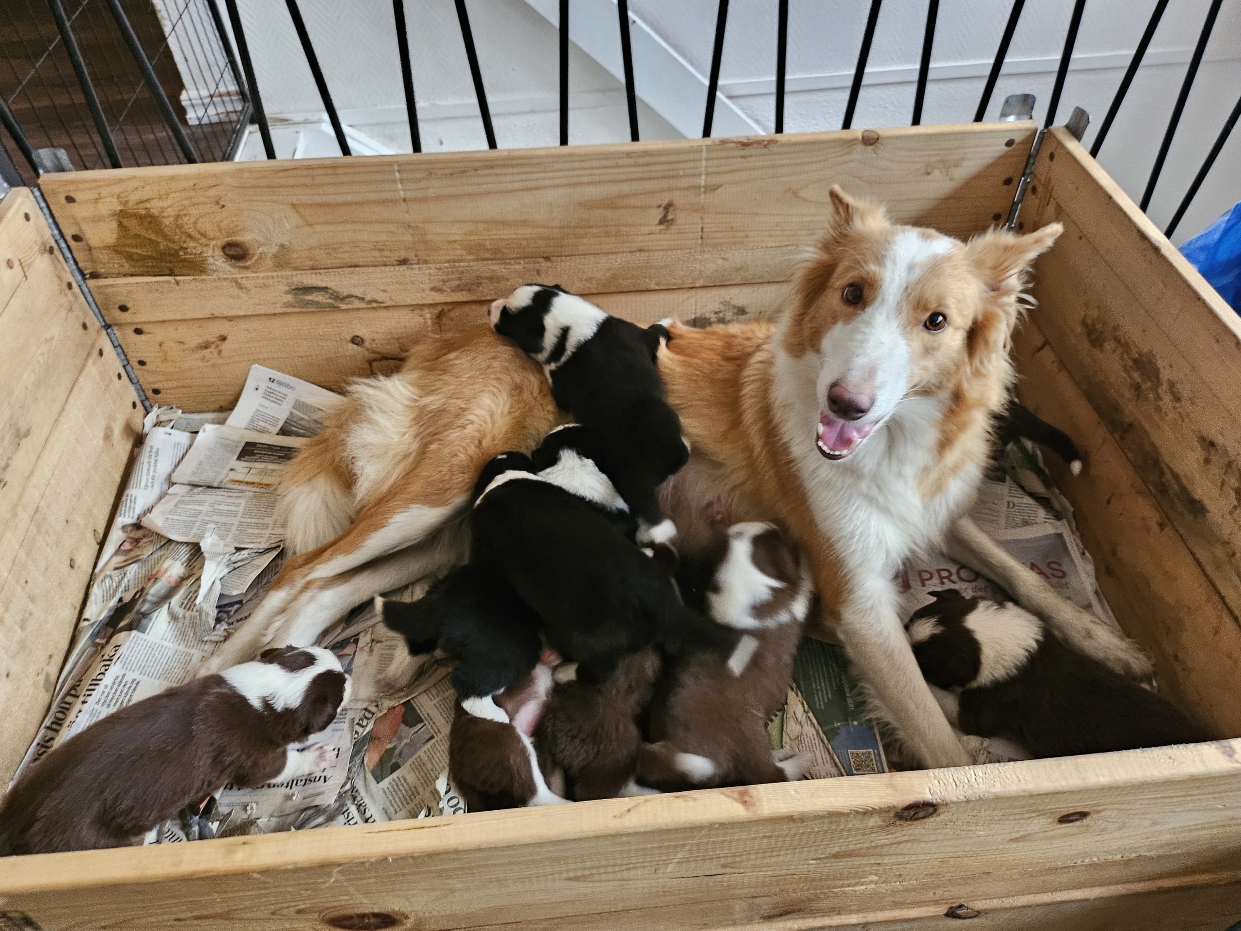 Border Collie