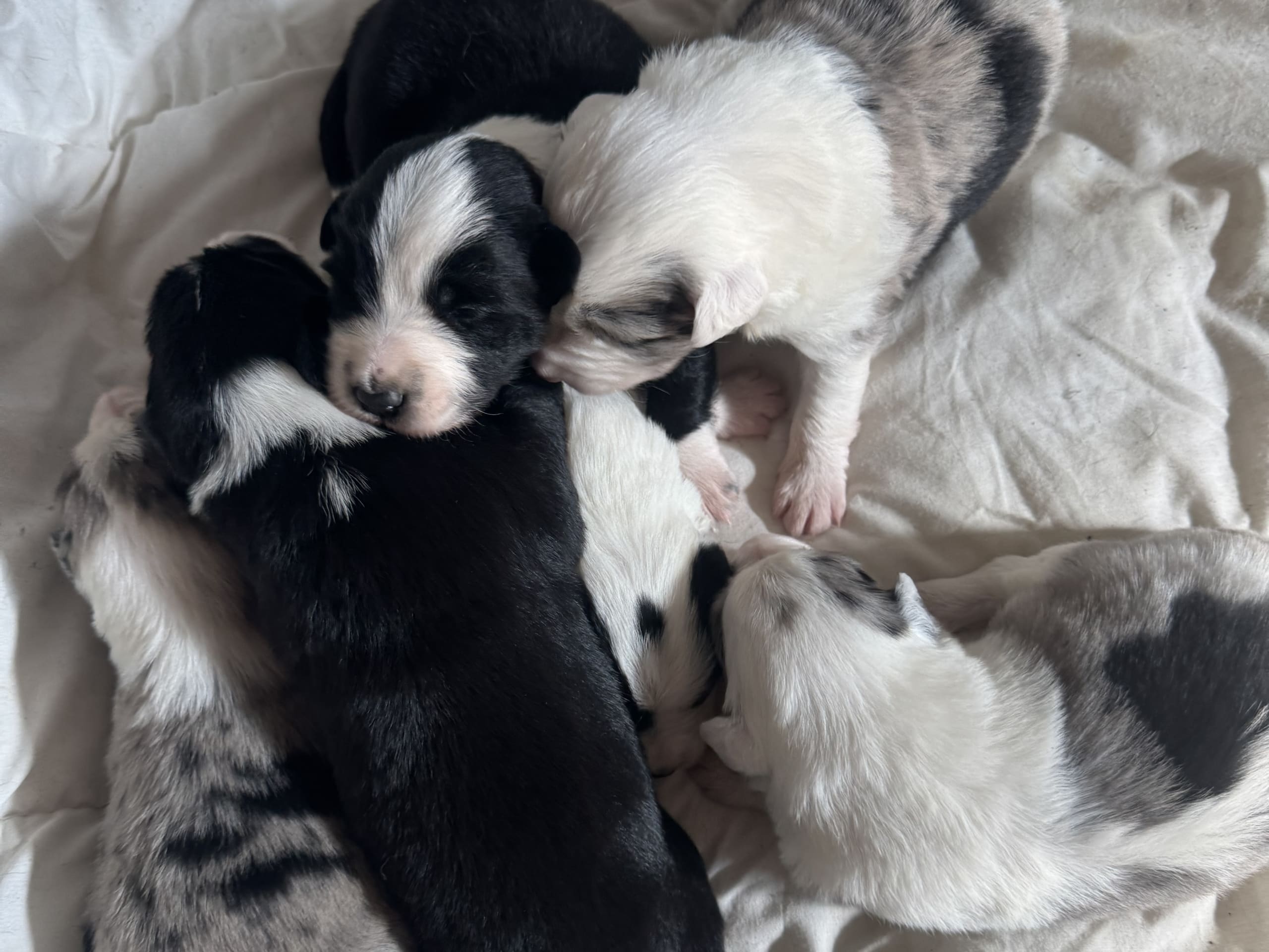 Border Collie · 2026-02-24 · Blentarp · Hagalunds Gård