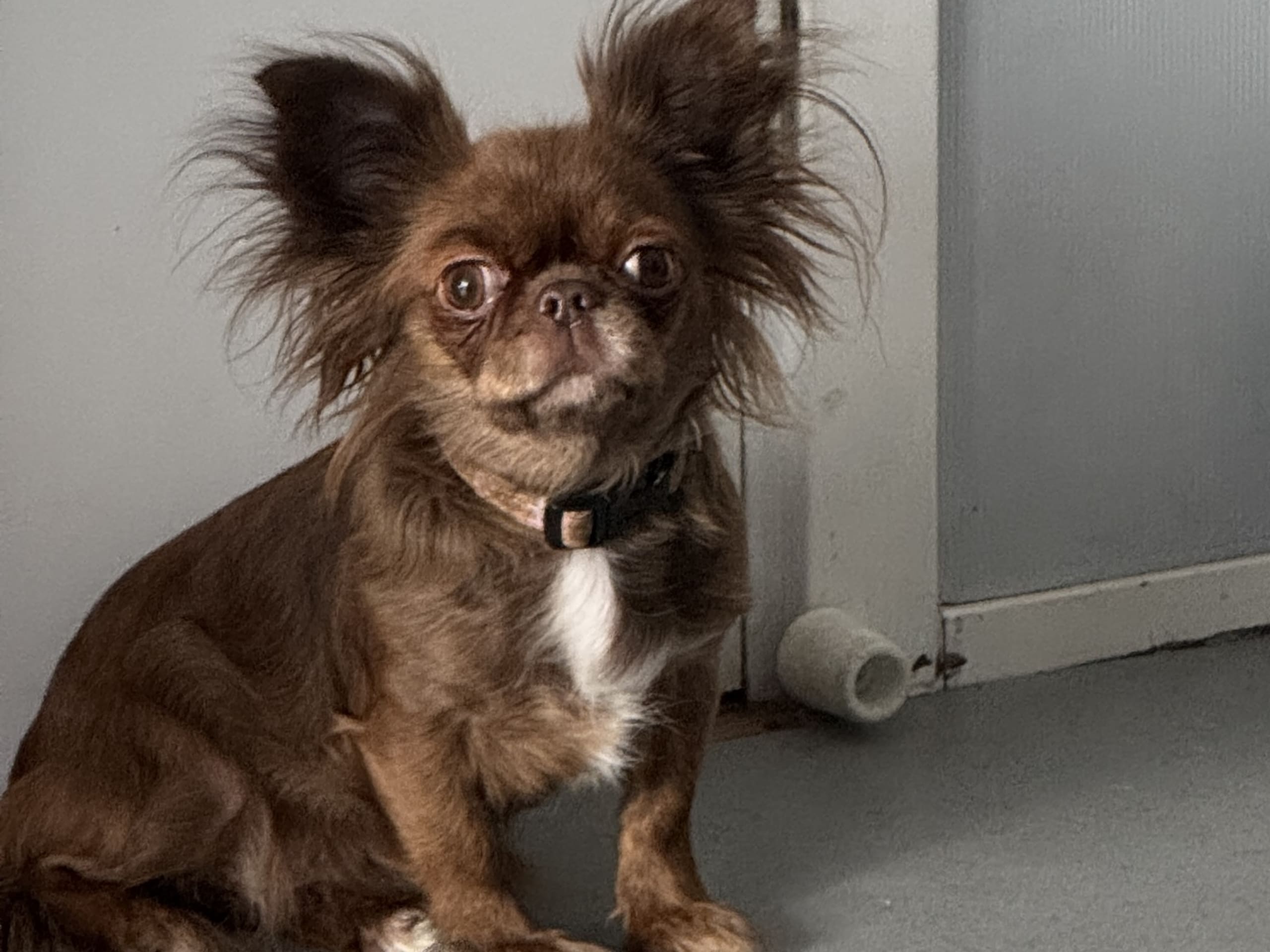 Chihuahua, långhårig · Tyresö · Sweettofie