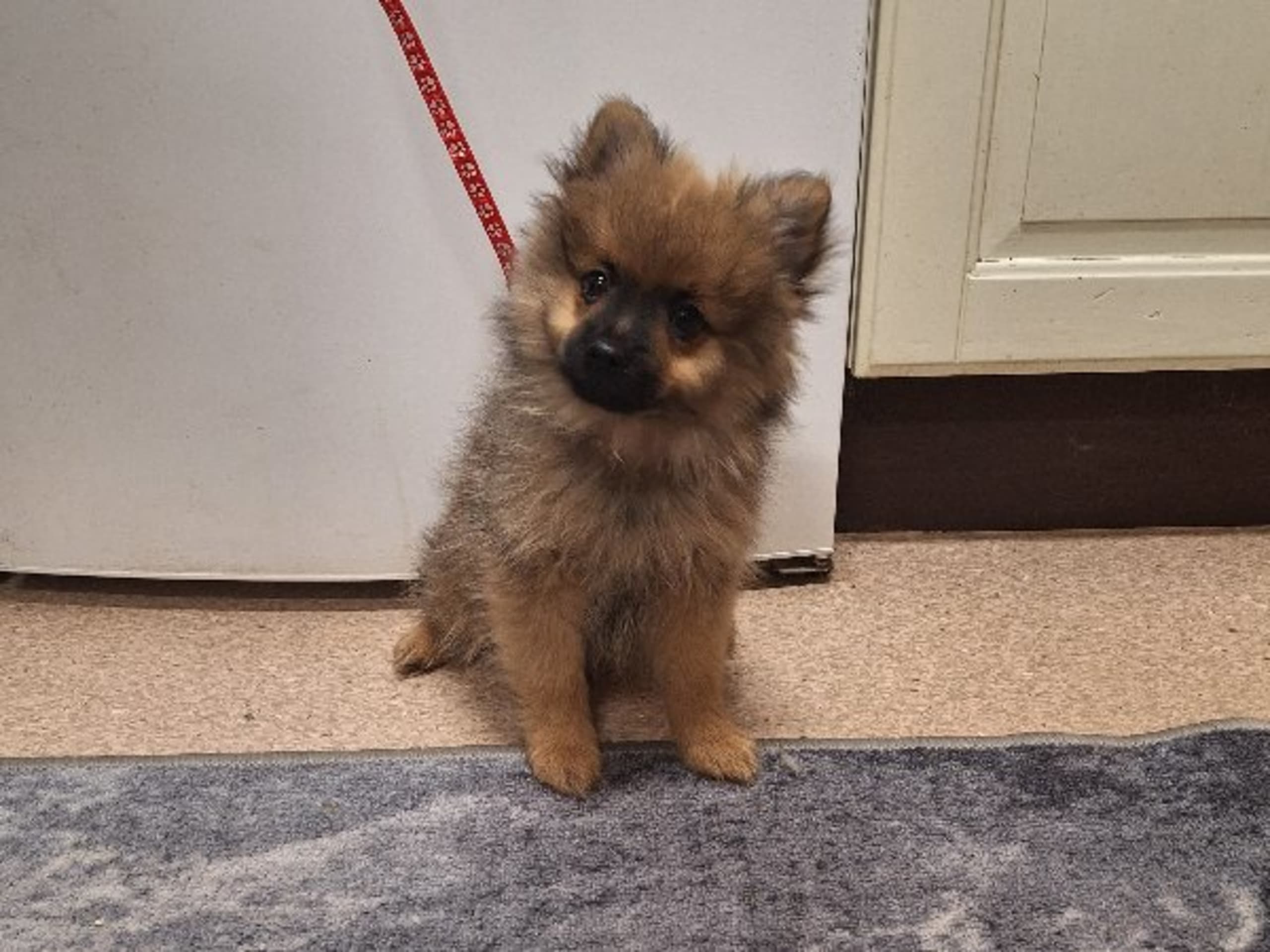 Tysk spets – mittelspitz