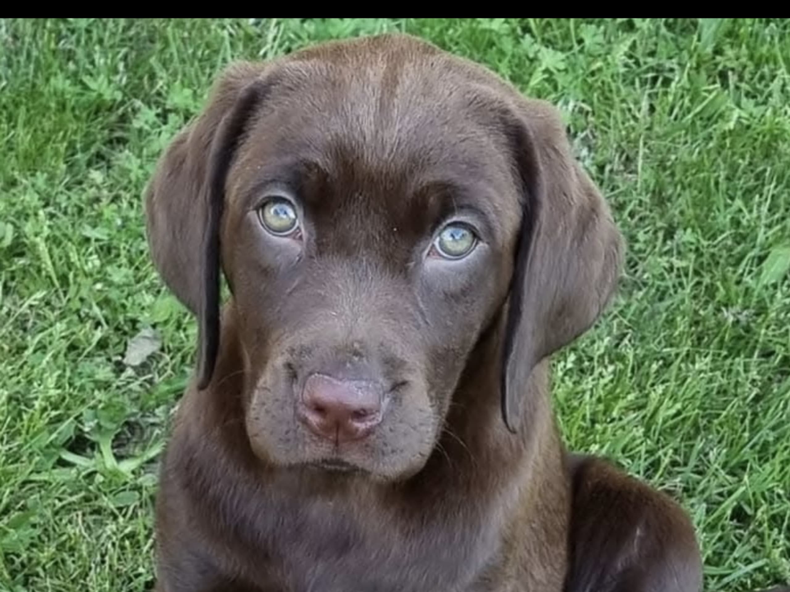Labrador Retriever