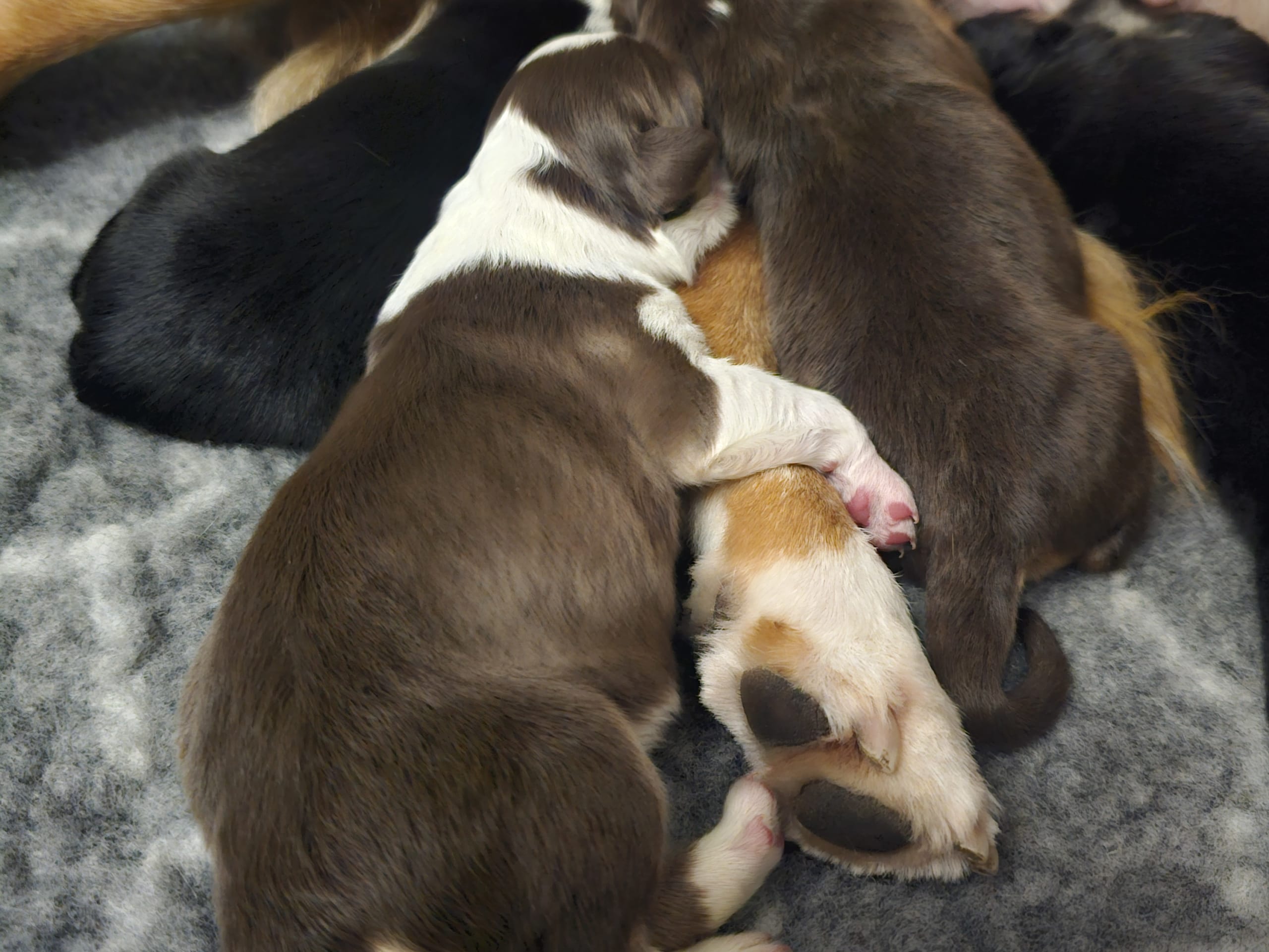 EEVD/ Australian Shepherd · Västra Frölunda · Isabells S.
