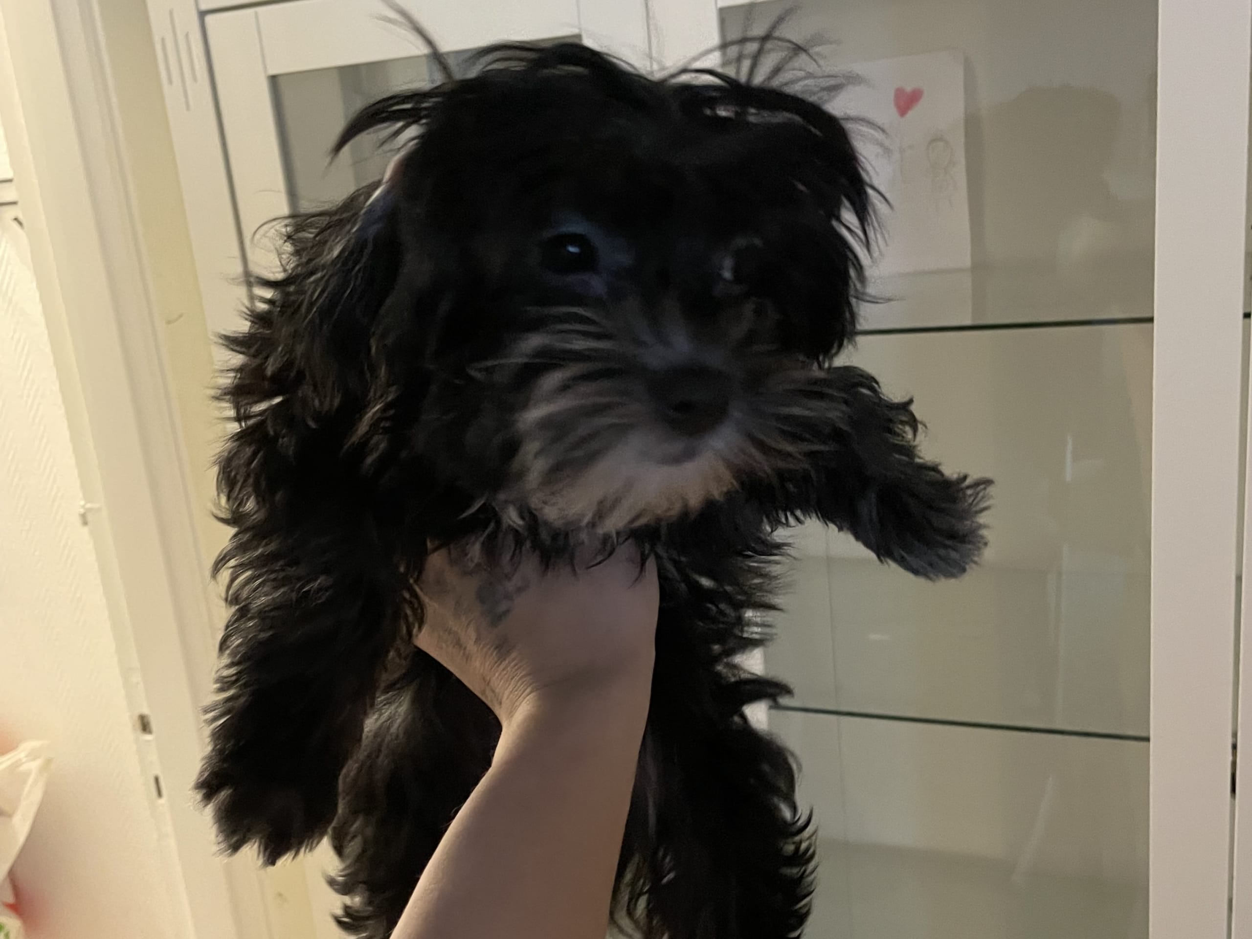 Maltipoo