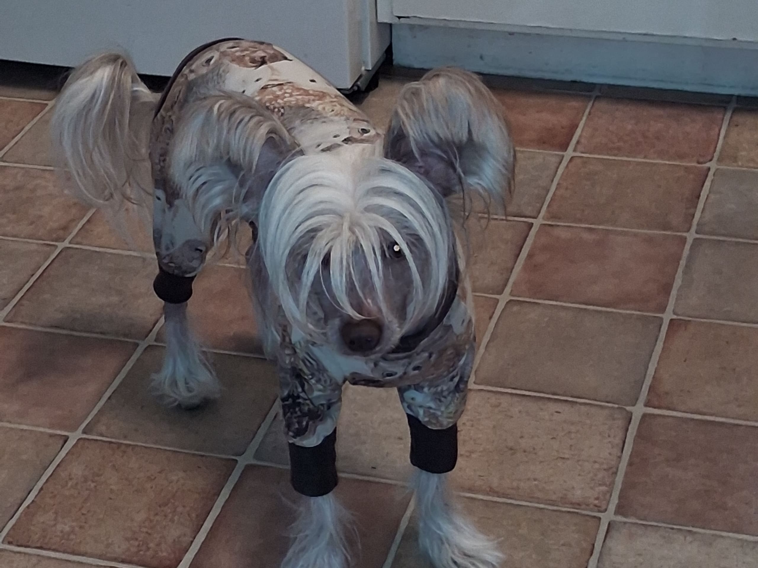 Chinese Crested Dog · 2024-11-17 · Trollhättan · Beautycrest's
