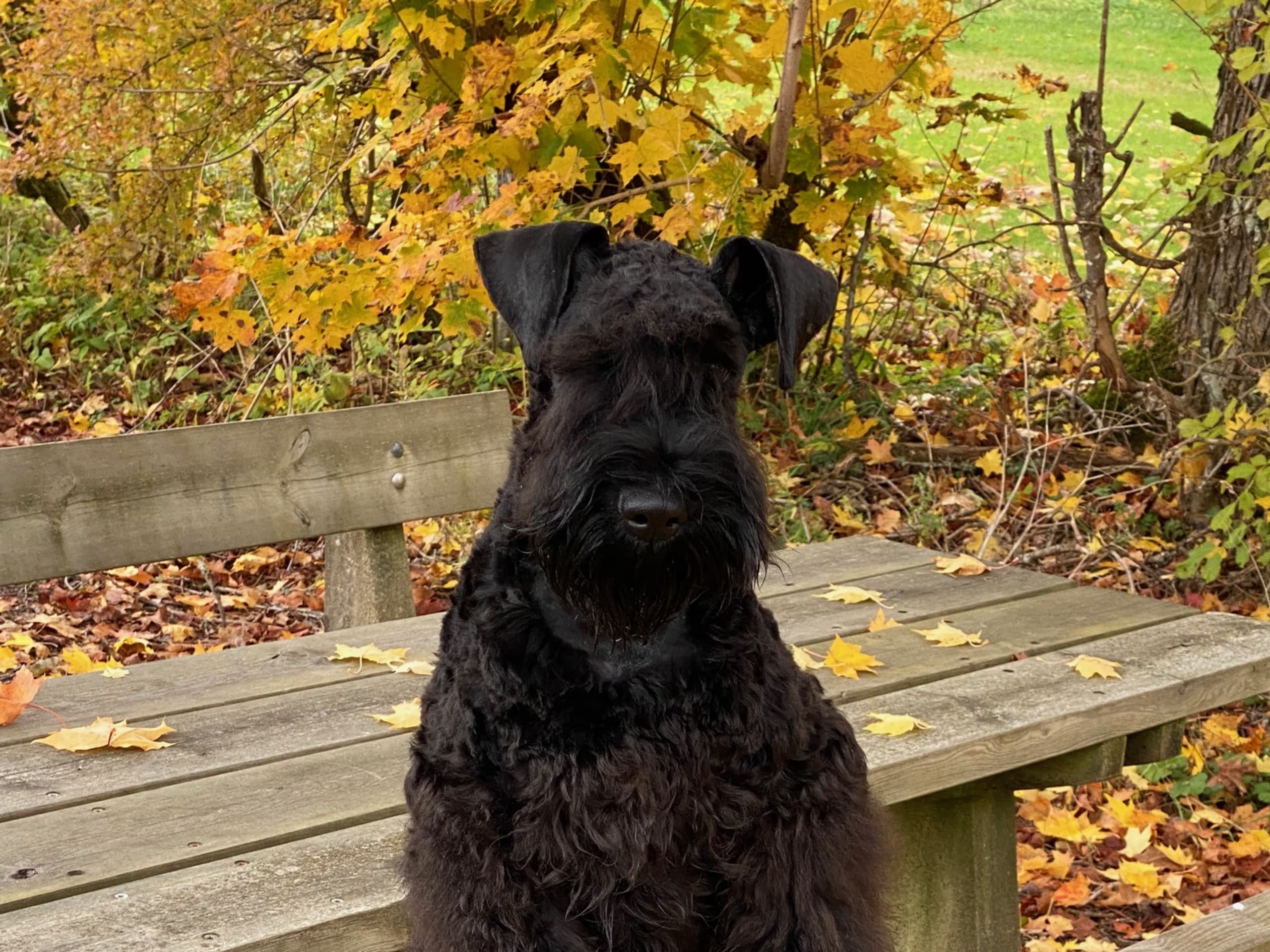 Kerry Blue Terrier · Simlångsdalen · Occis