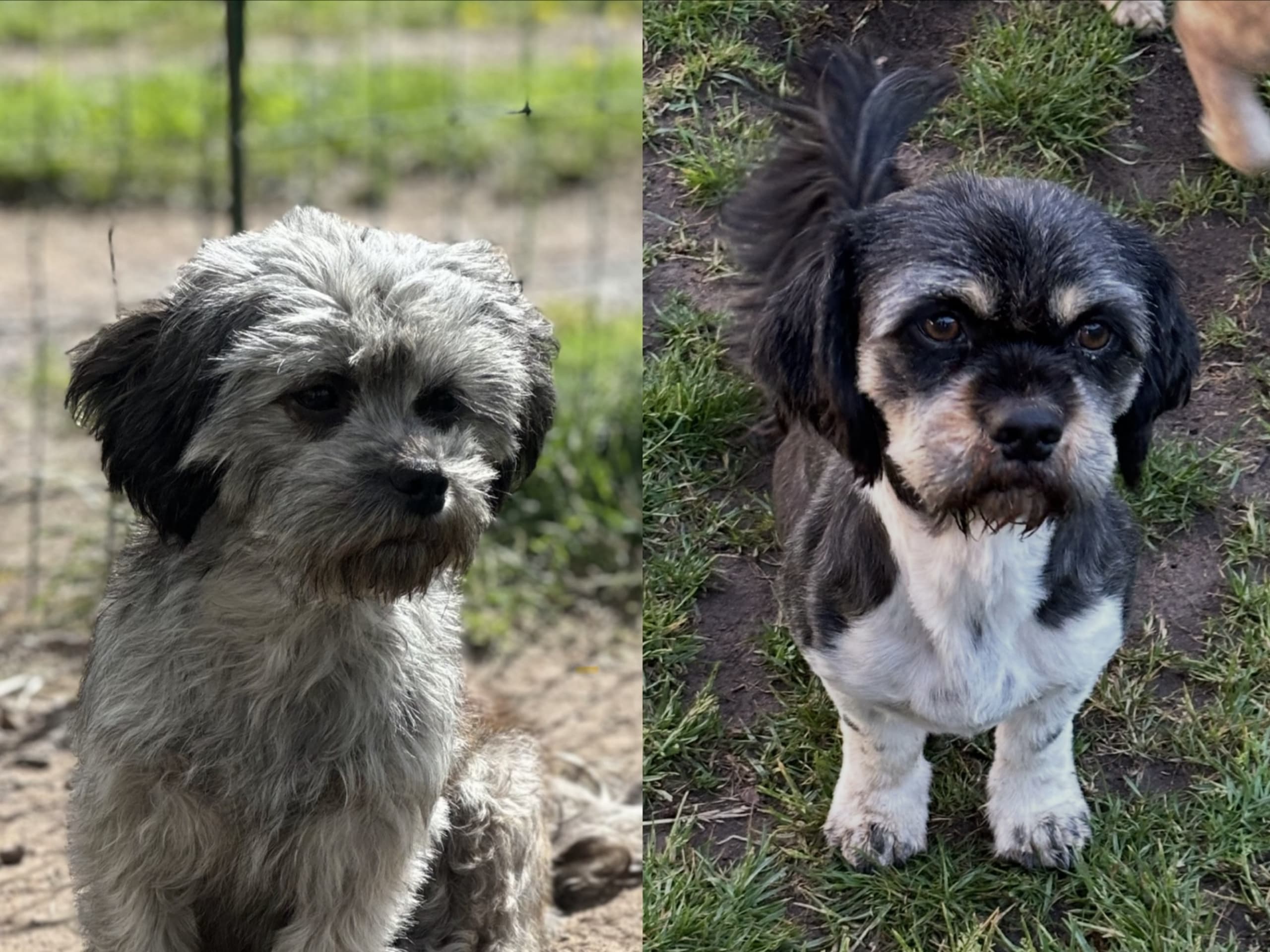 Shih tzu / Lhasa Apso · östra karup · Tina N.