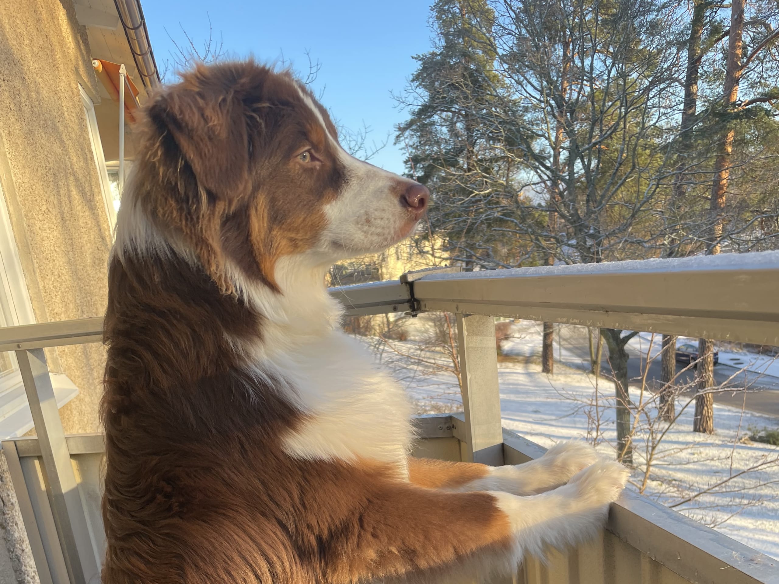 Australian Shepherd · 2022-05-17 · Lidingö · Christina P.