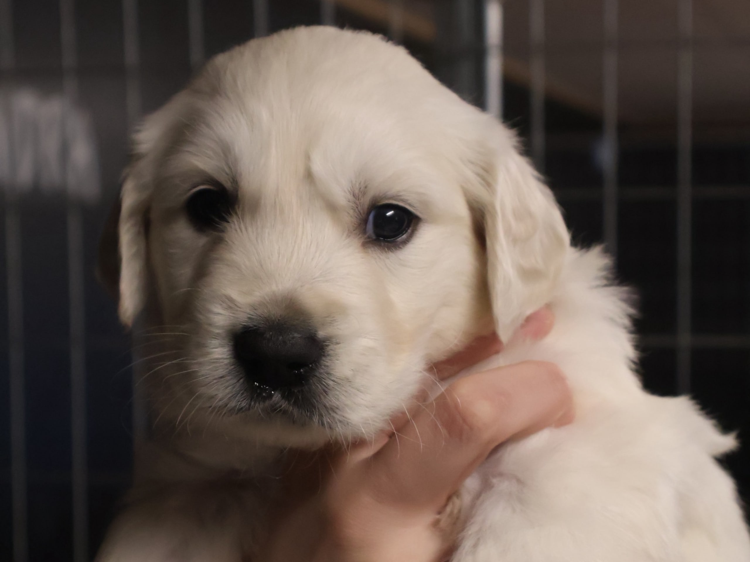 Golden Retriever · 2026-02-20 · Tjällmo · Ekbergarn’s  kennel