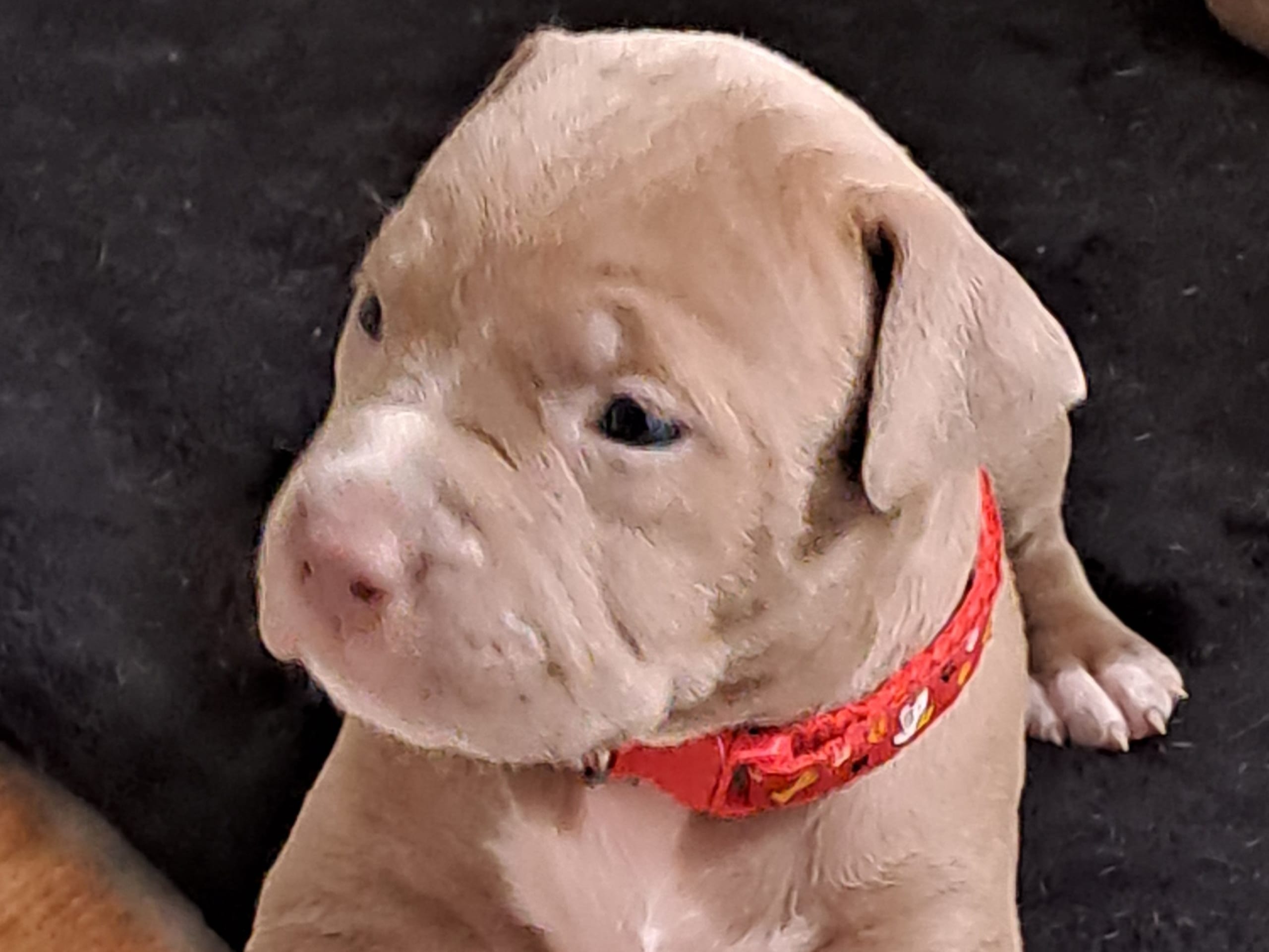 American Bully · 2026-02-16 · Torshälla · Emelie R.