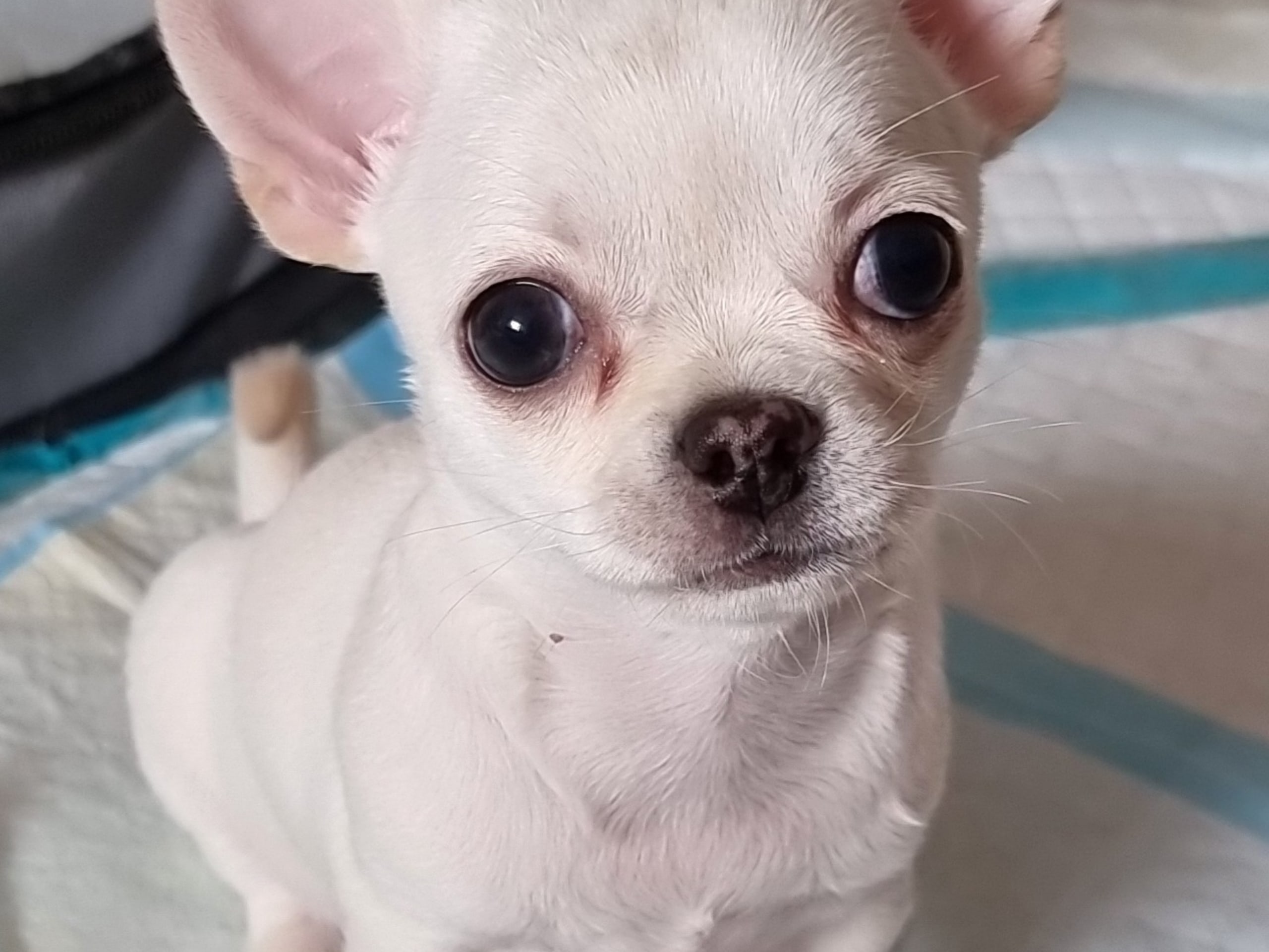 Chihuahua · 2026-01-29 · Bålsta · Minna L.