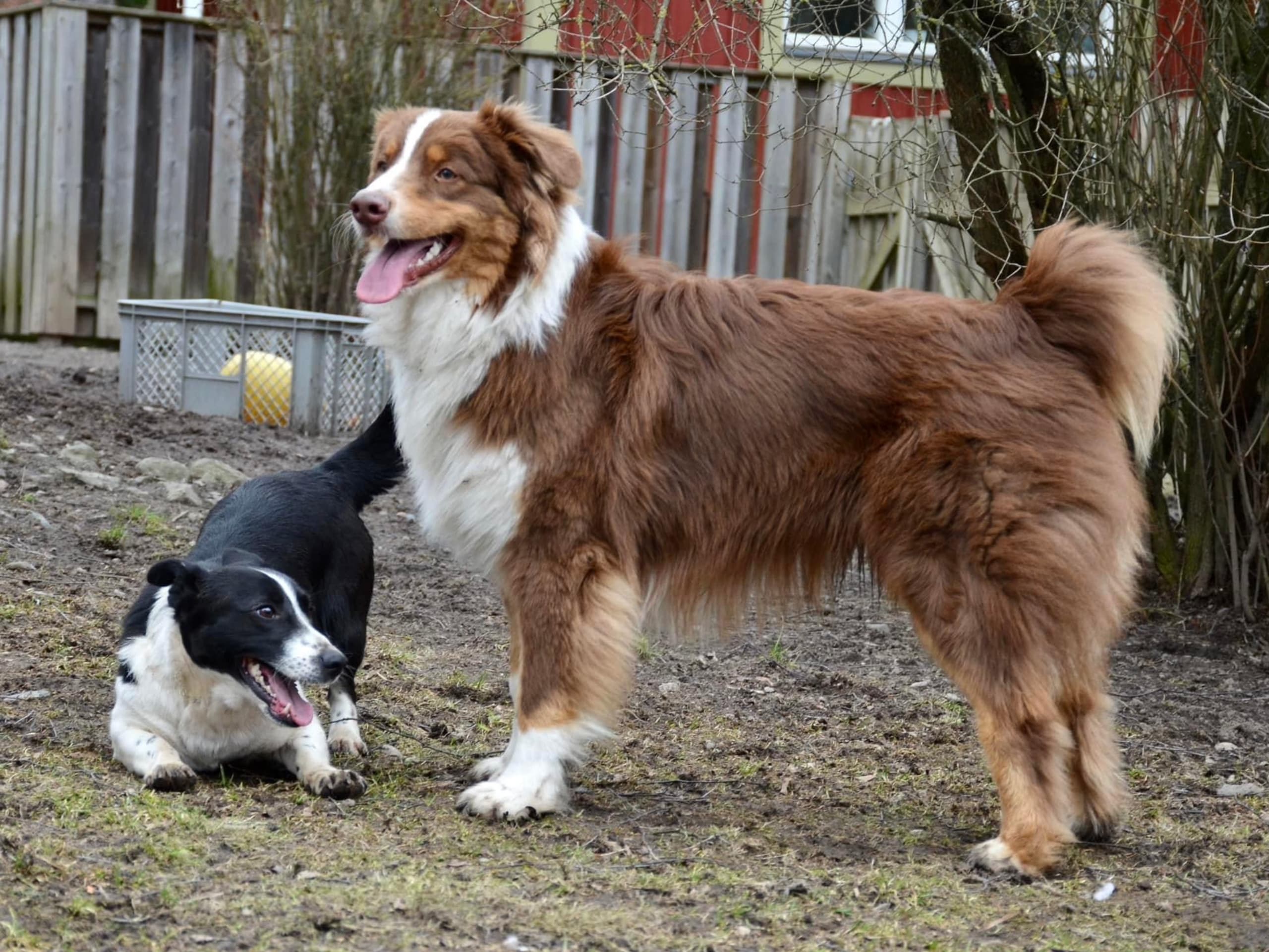 Australian Shepherd · 2022-05-17 · Lidingö · Christina P.