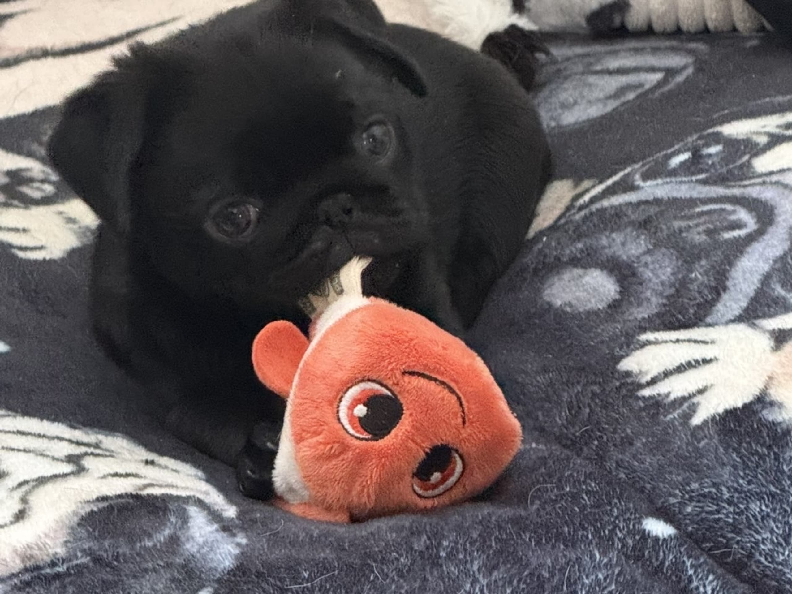 Mops · 2025-11-07 · Mariefred · Ronja J.