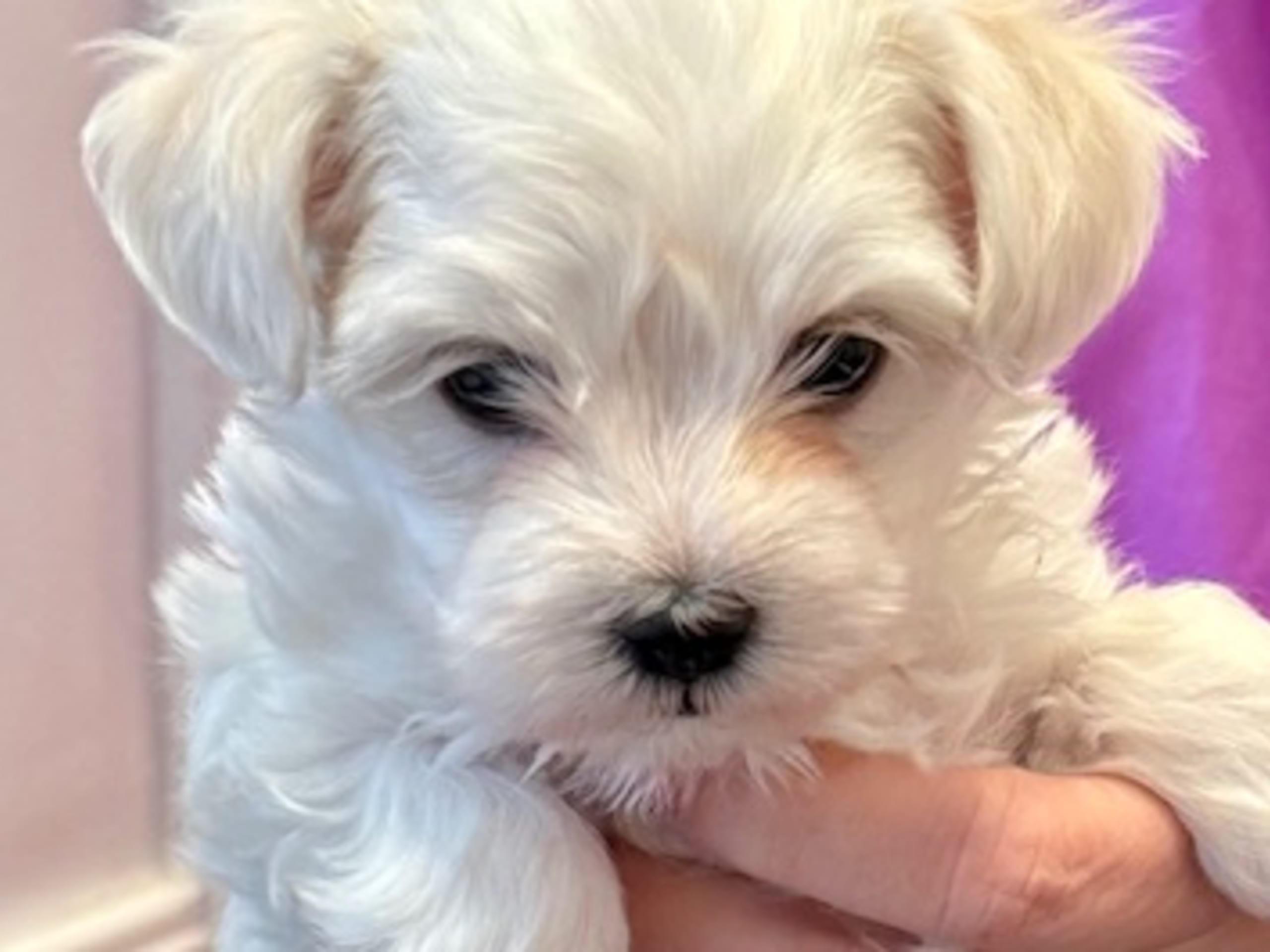 Maltese · 2026-02-15 · Stockholm · Gabriella M.