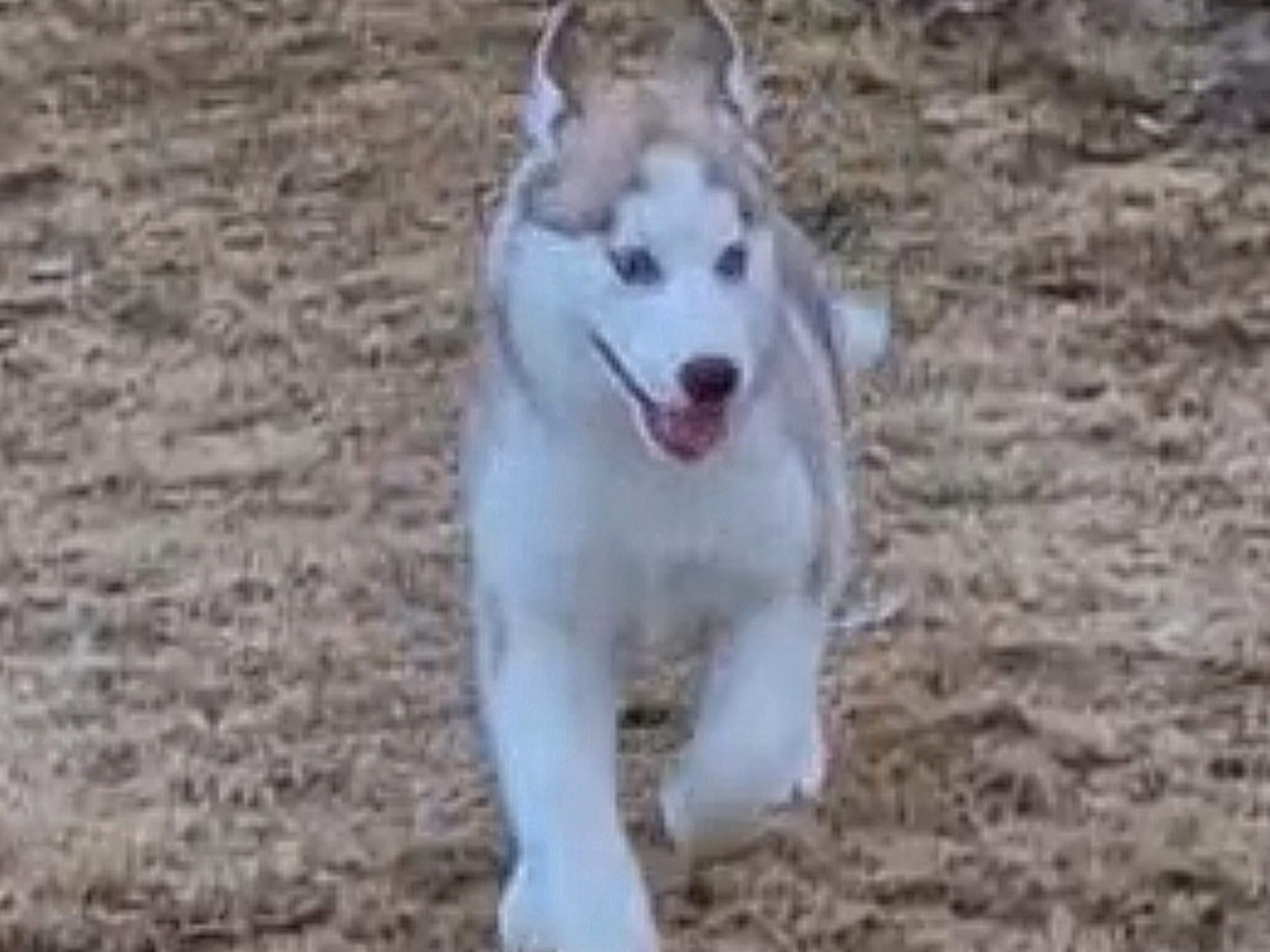 Siberian Husky · Rimbo · Jannica B.