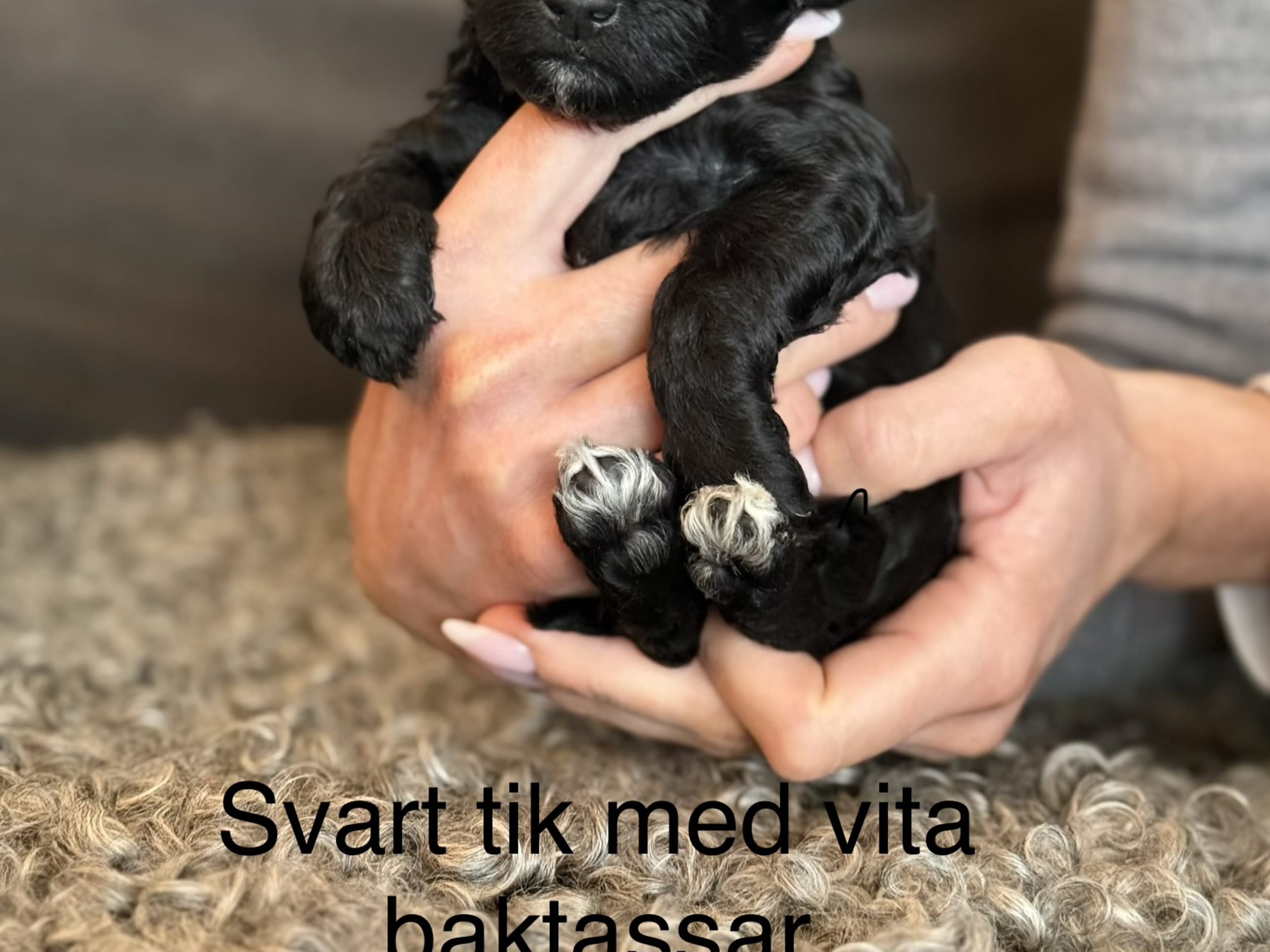 Maltipoo · 2026-03-04 · Leksand · Lola A.