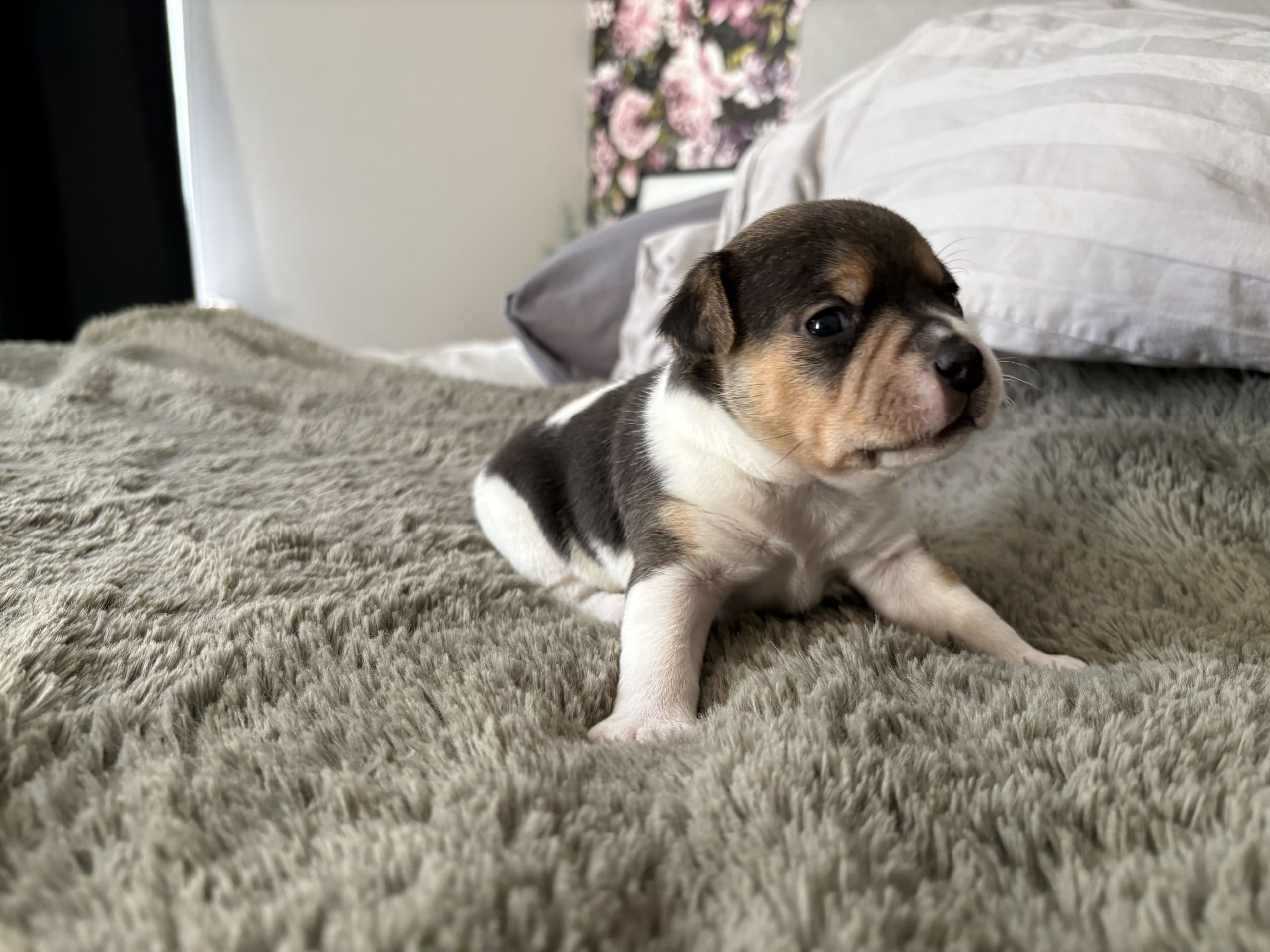 Dansk-svensk gårdshund · 2026-03-08 · Helsingborg · Sangeus