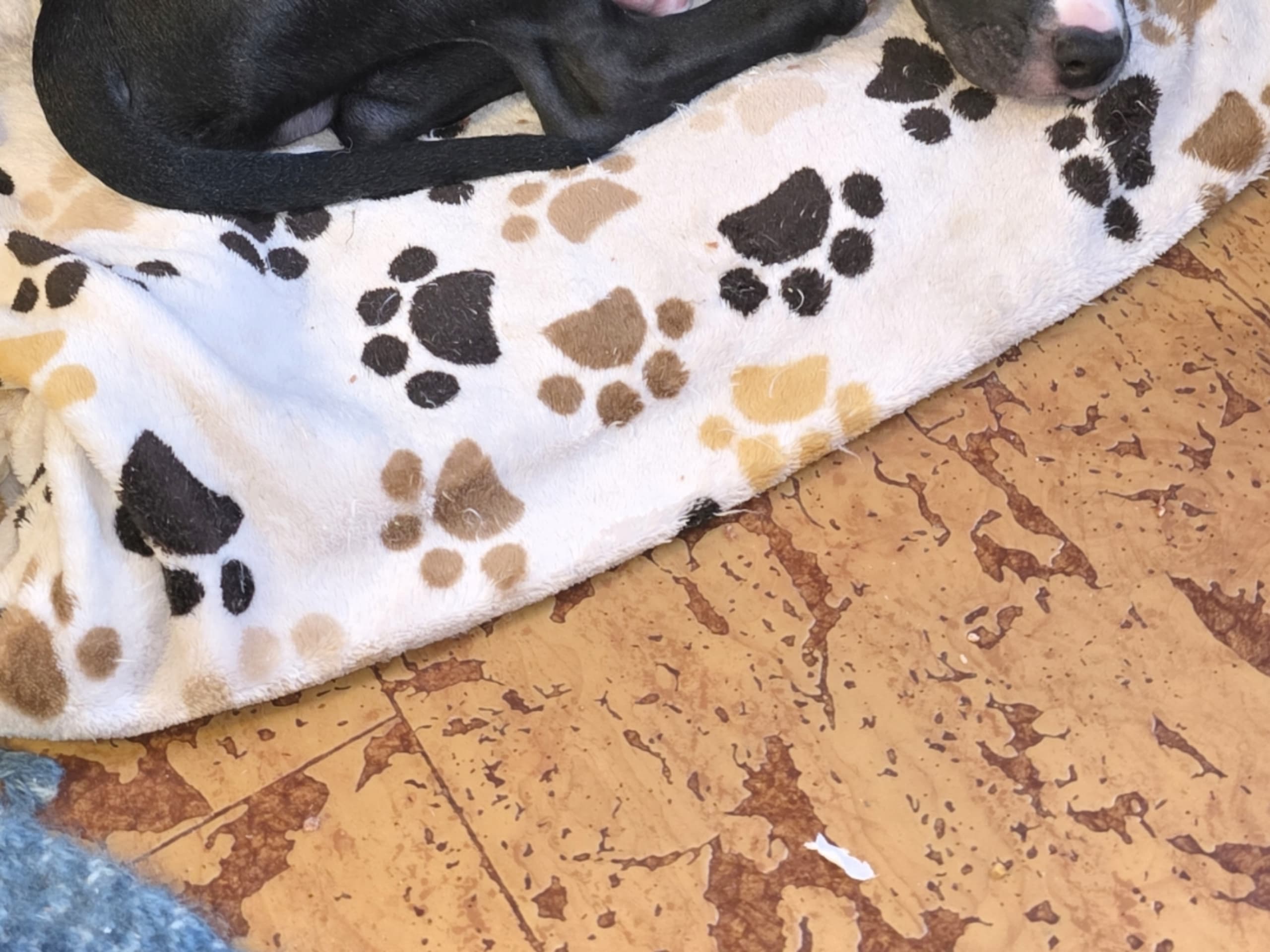 American Bully · 2025-10-23 · Bromölla · Annelie L.