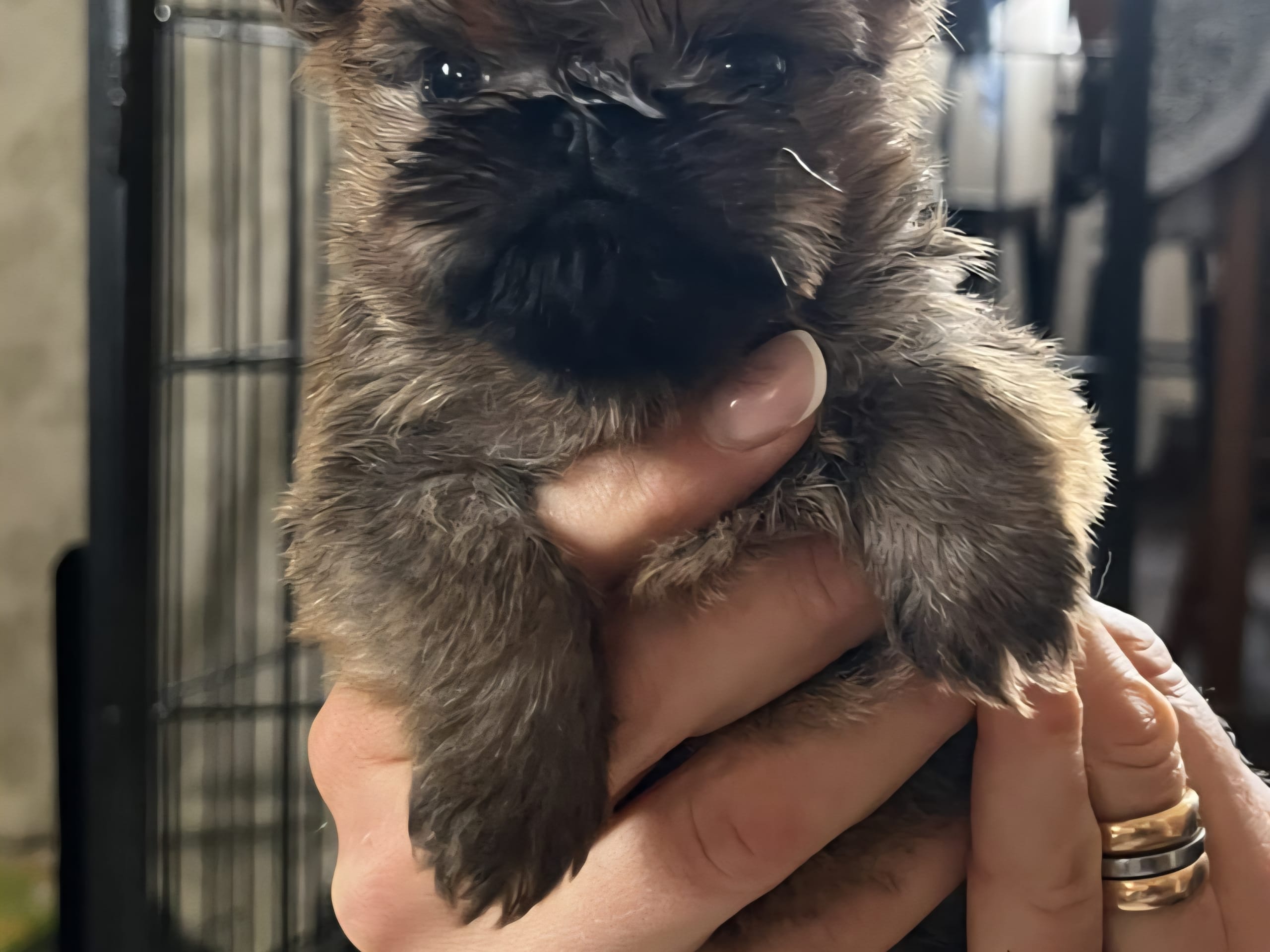 Brussels Griffon · 2026-02-08 · Mariestad · Goblins Kennel