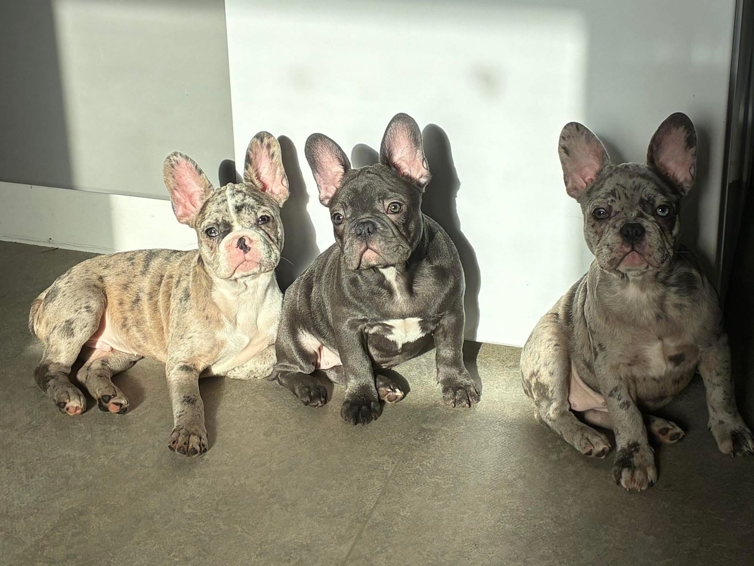 Fransk bulldogg · Gävle · Eva K.