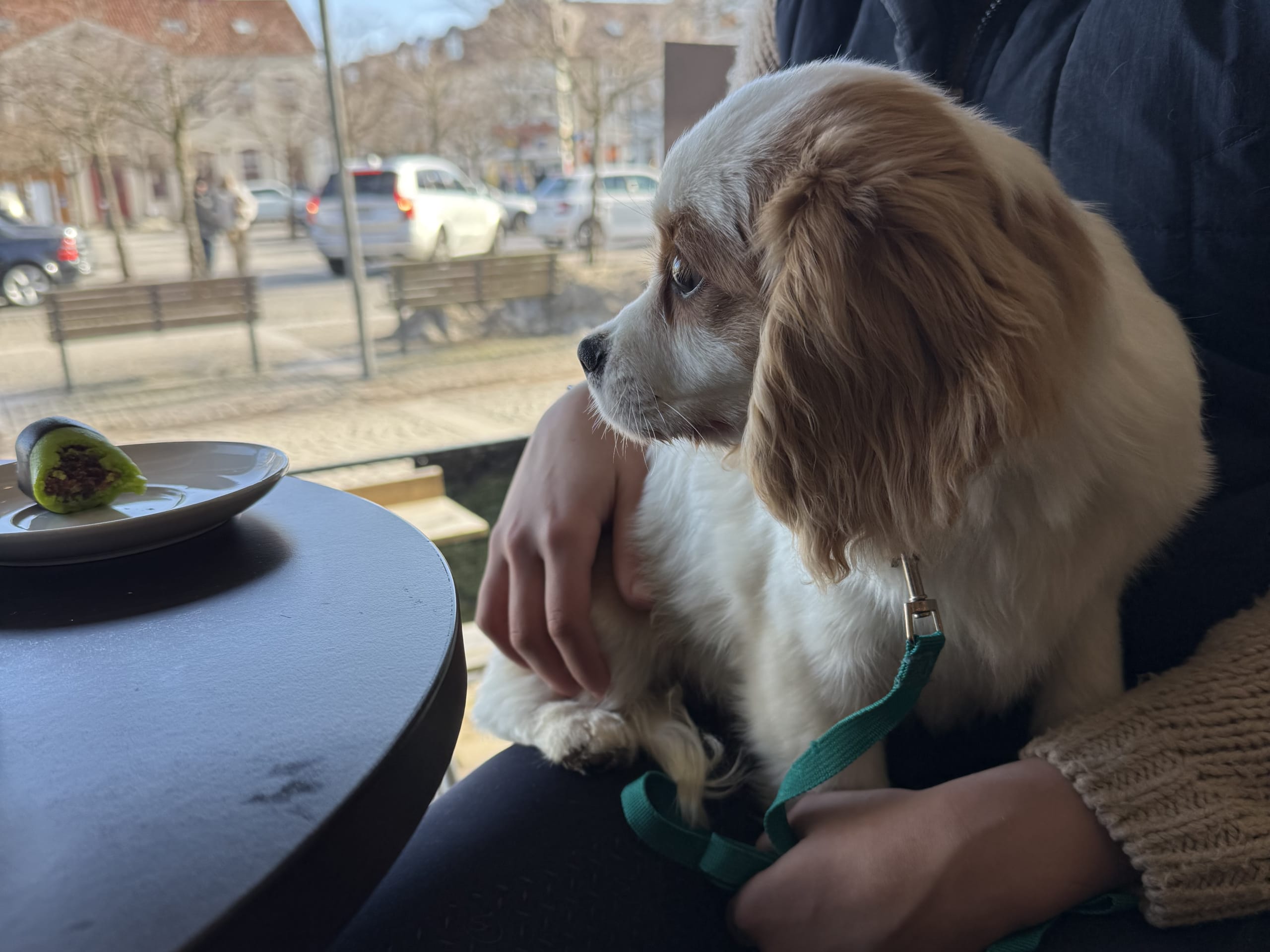 Cavalier King Charles Spaniel · 2025-09-23 · Frillesås · Slätters Ranch