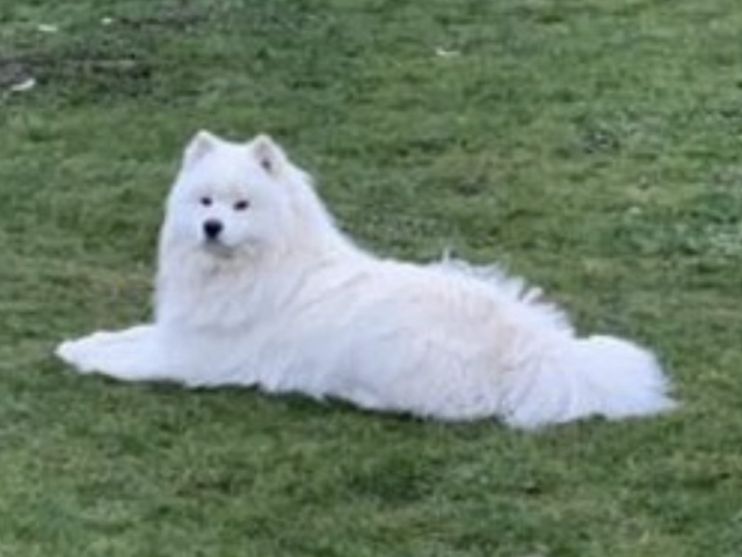 Samoyed