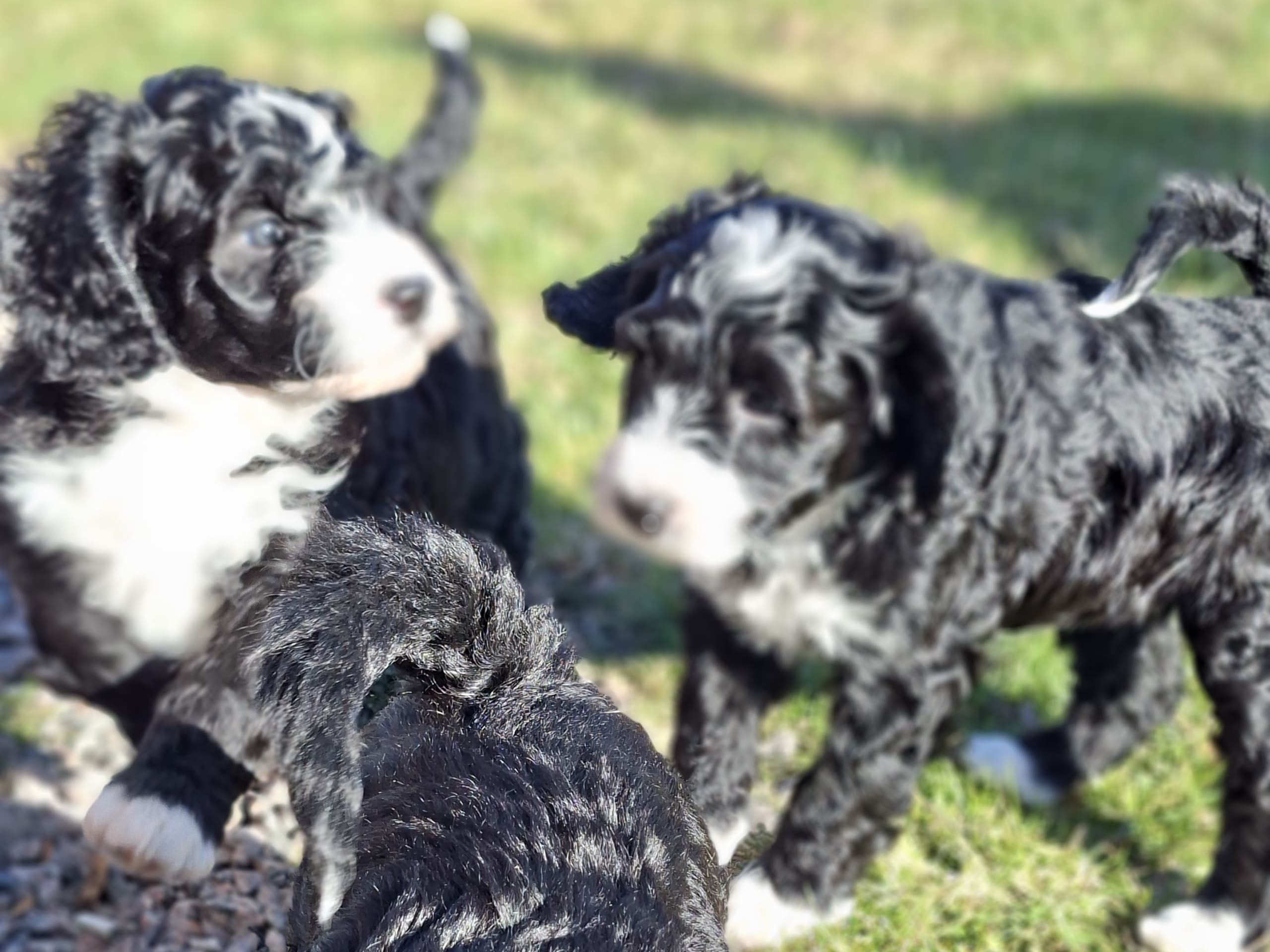 Bernedoodle · 2026-02-13 · Lönashult · Charlotte A.