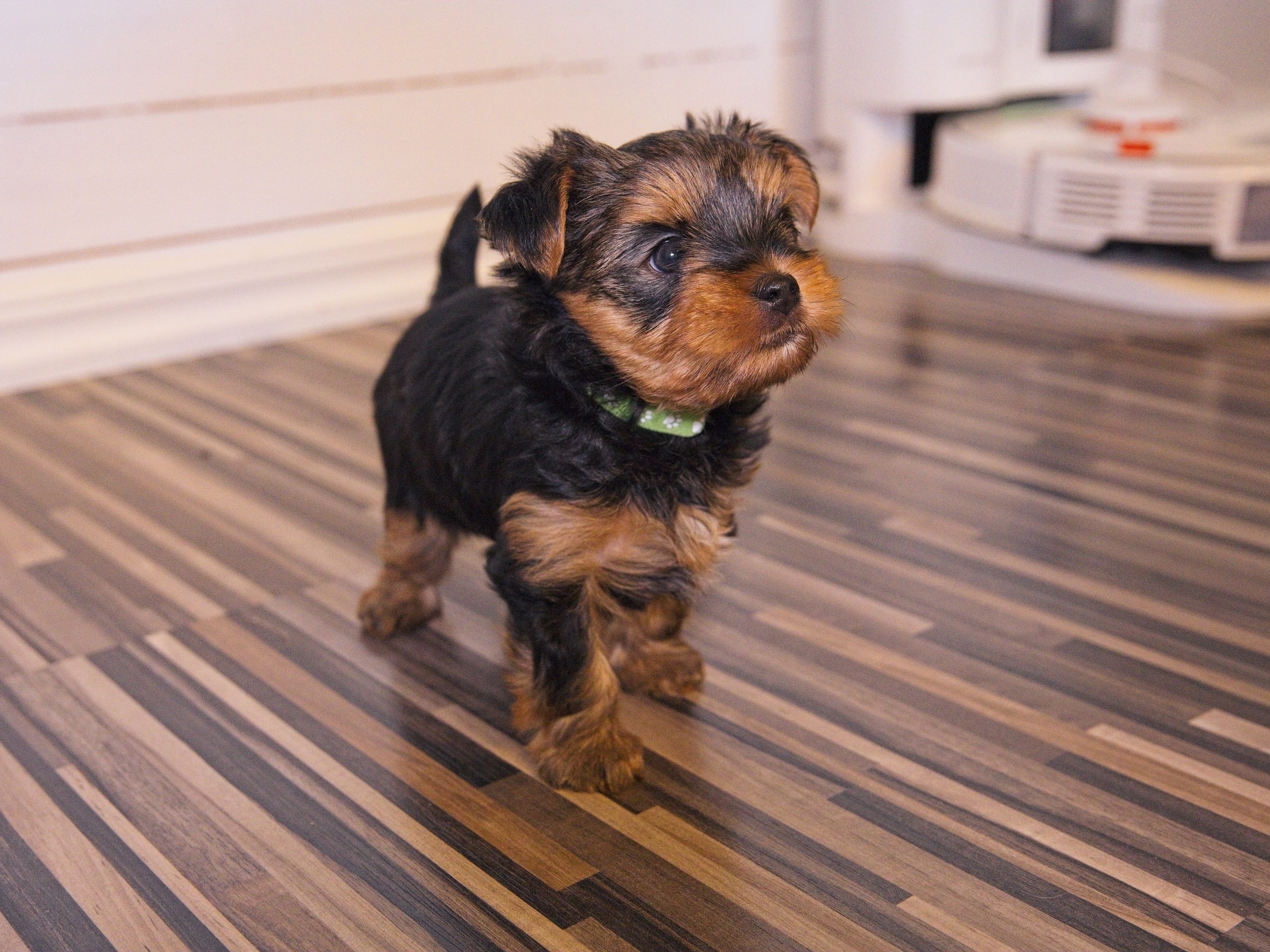 Yorkshireterrier · 2026-02-18 · Markaryd · Mount Yorkie