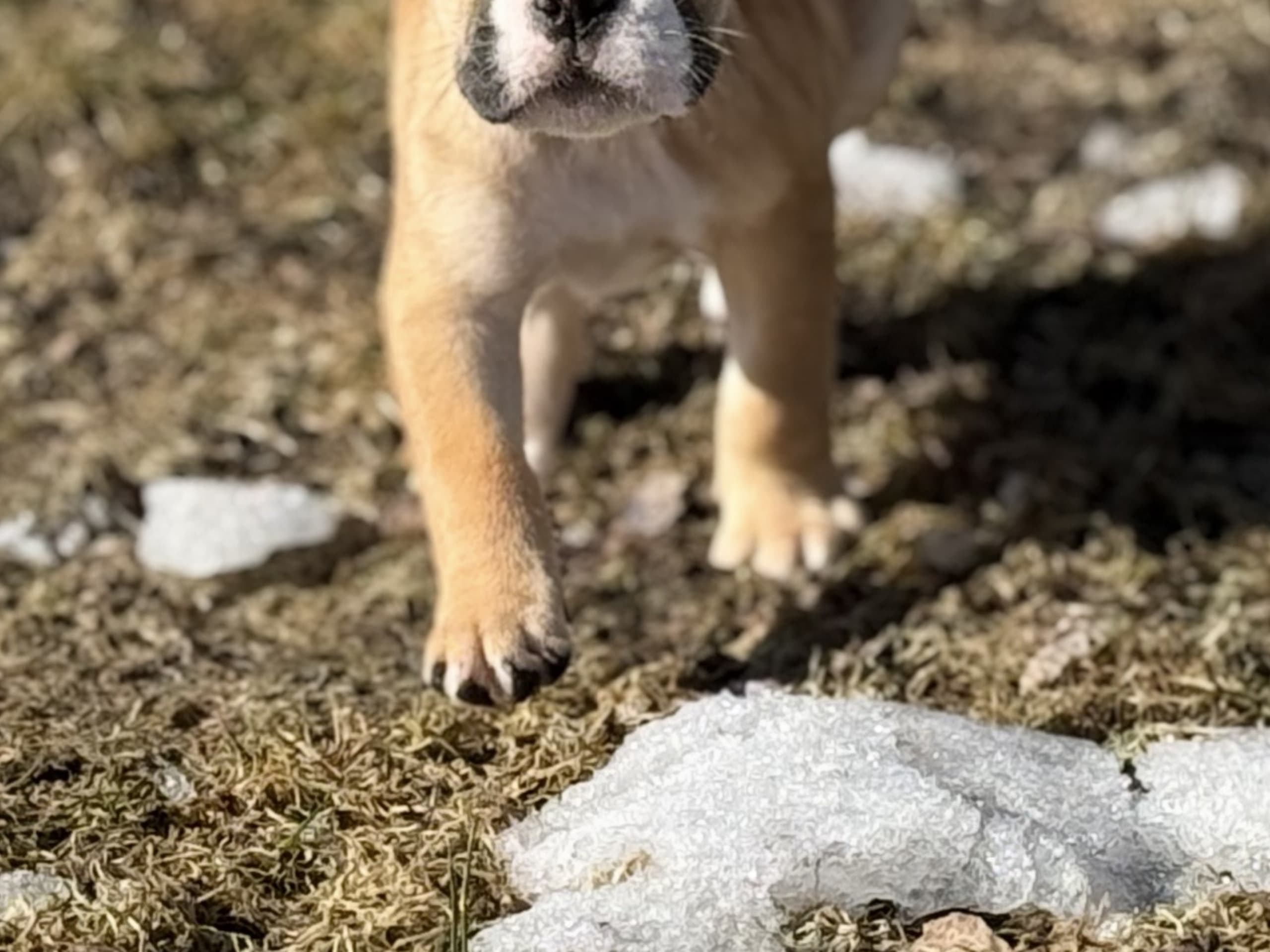 Continental Bulldog · Boden · Bayogoulas