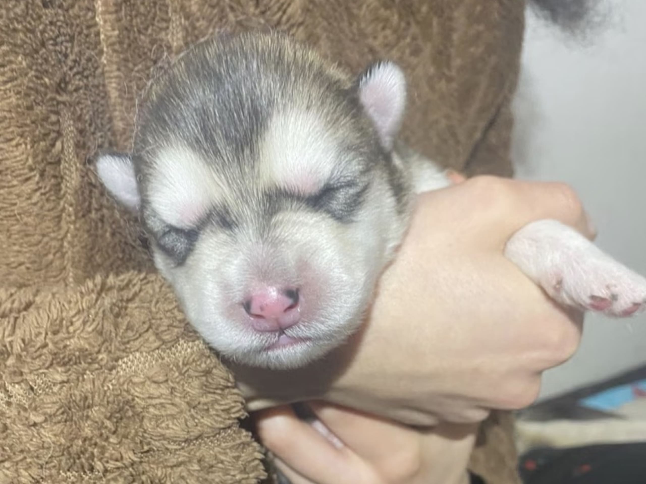 Alaskan Malamute · 2026-03-18 · Ankarsvik · Nabaa H.