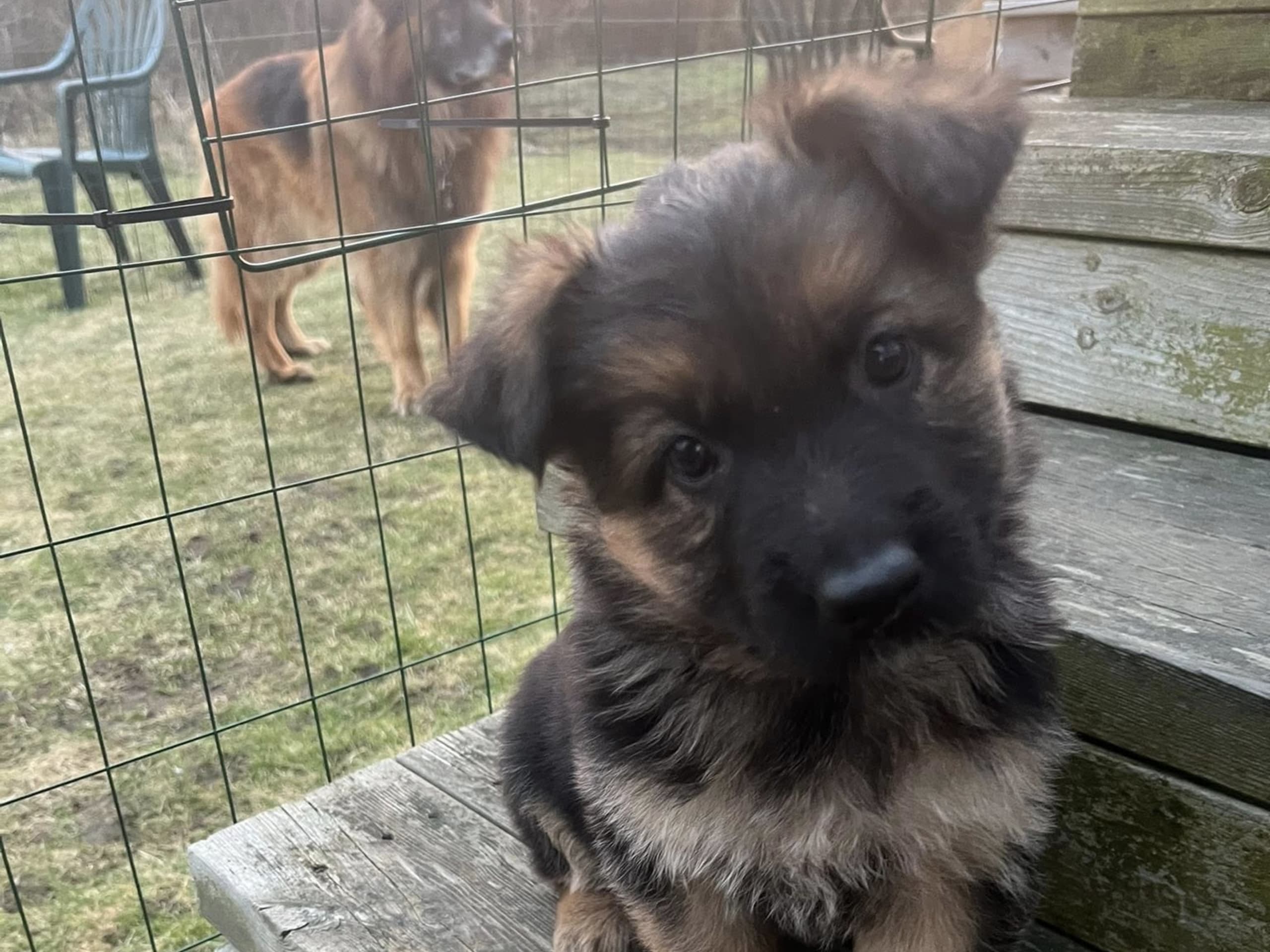 German Shepherd Dog · 2026-02-12 · Falkenberg · Karin M.