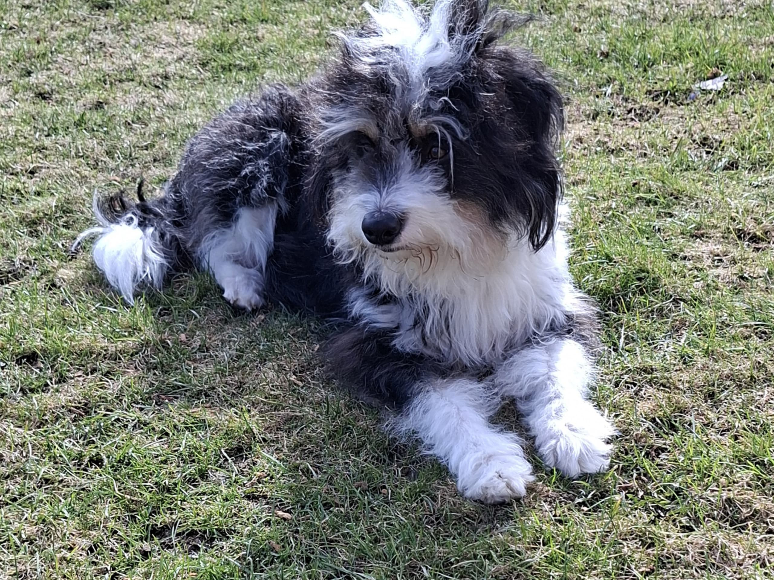 Bernedoodle · 2026-02-13 · Lönashult · Charlotte A.