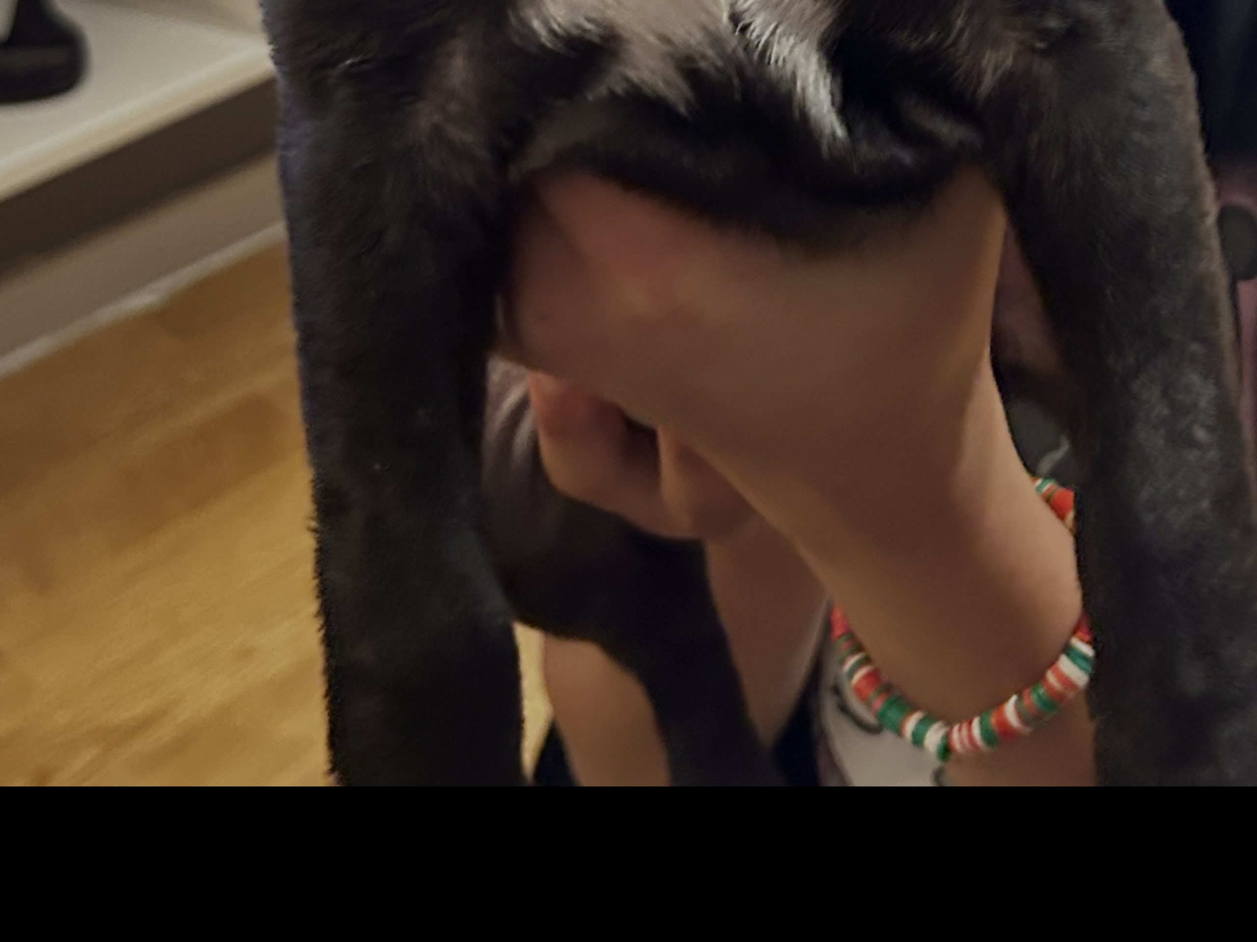 Bostonterrier/Mops · 2025-11-18 · Norrköping · Monica C.