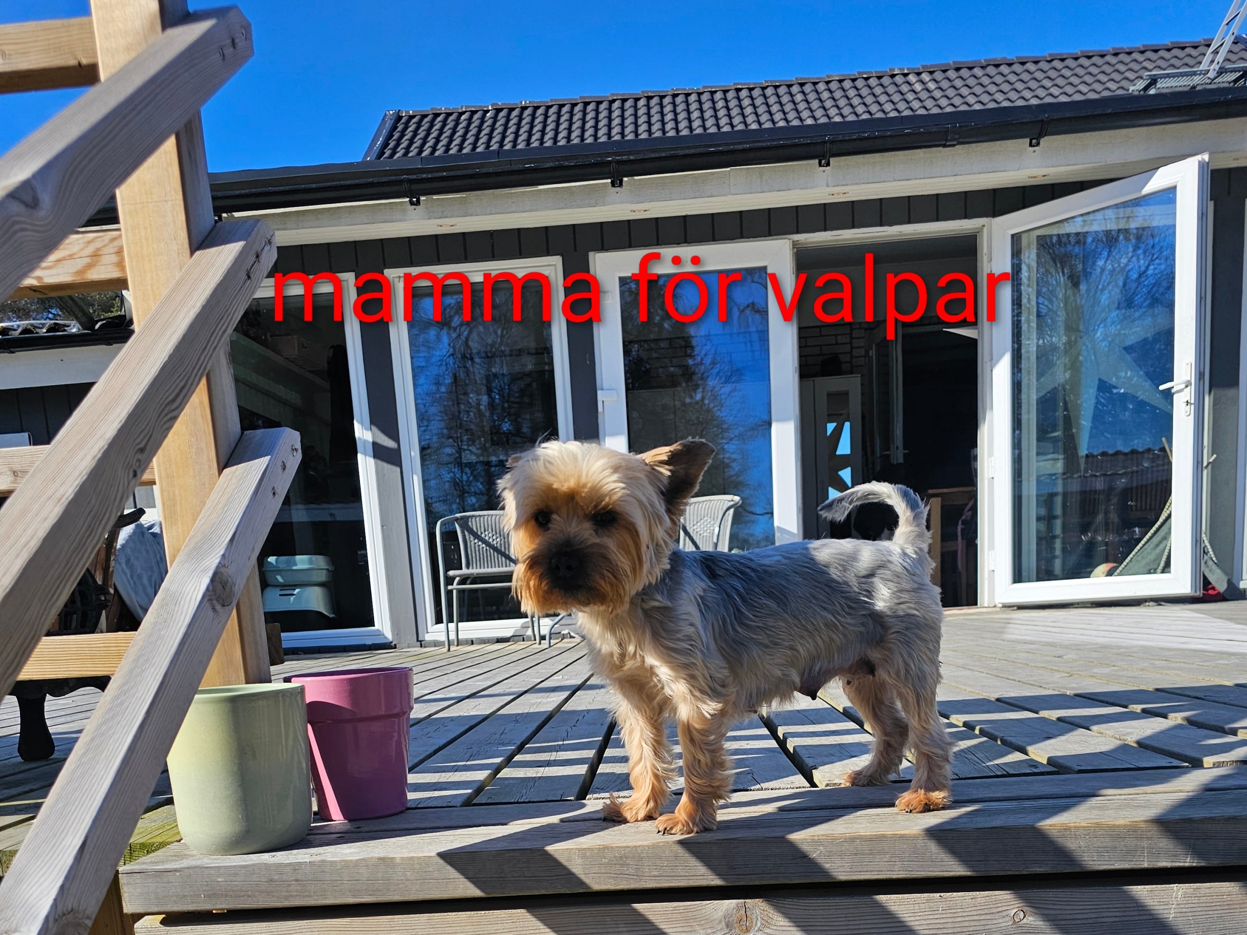 Yorkshire Terrier · Malmbäck · Zoltan P.
