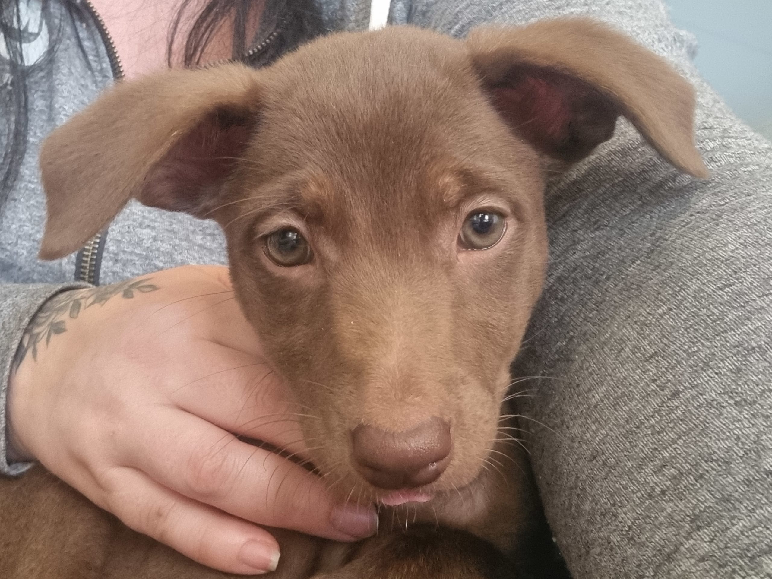 Xoloitzcuintle