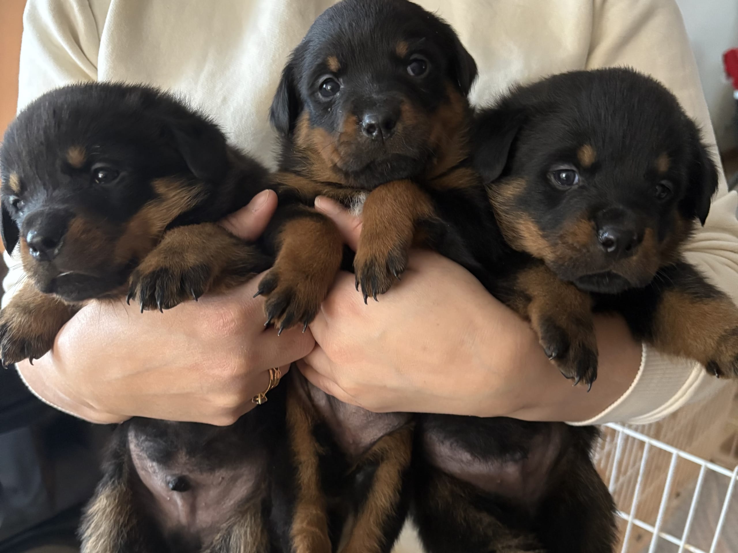 Rottweiler · 2025-12-22 · Karlskoga · Lisabeta M.