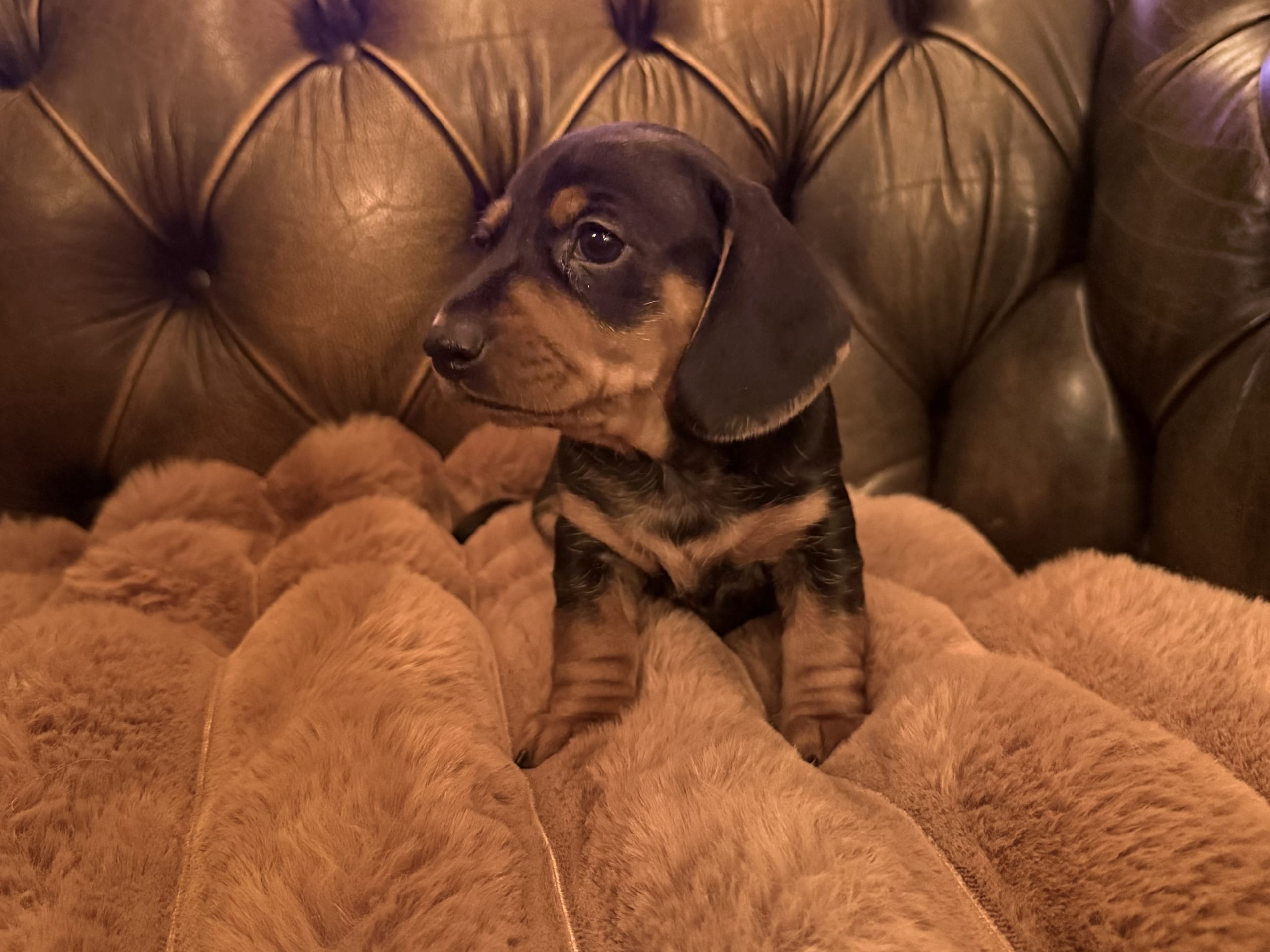 Dvärgtax korthårig · 2026-02-05 · Vretstorp · Cecilia K.