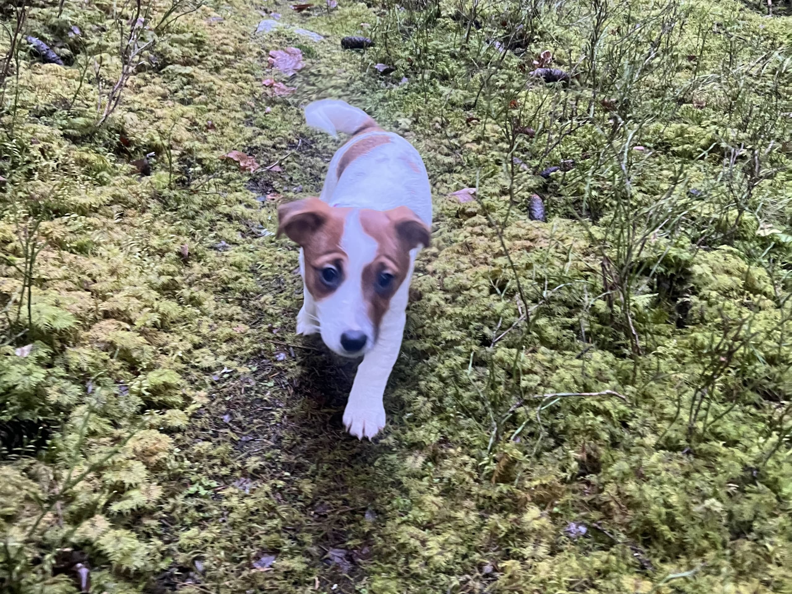 Jack Russell Terrier · 2025-09-18 · Danderyd · Djursholms tassar