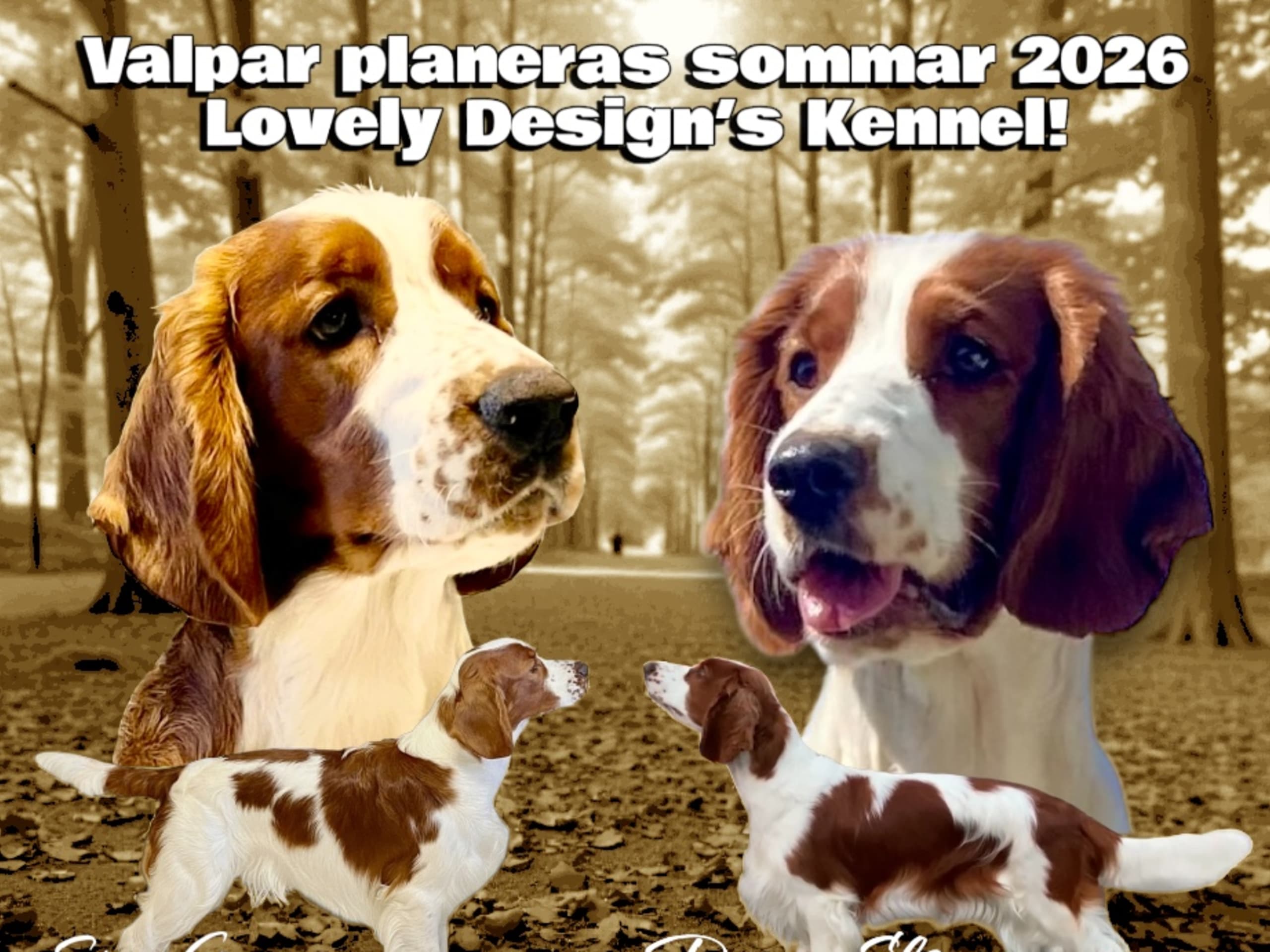 Welsh Springer Spaniel · Kvidinge · Lovely Design’s kennel