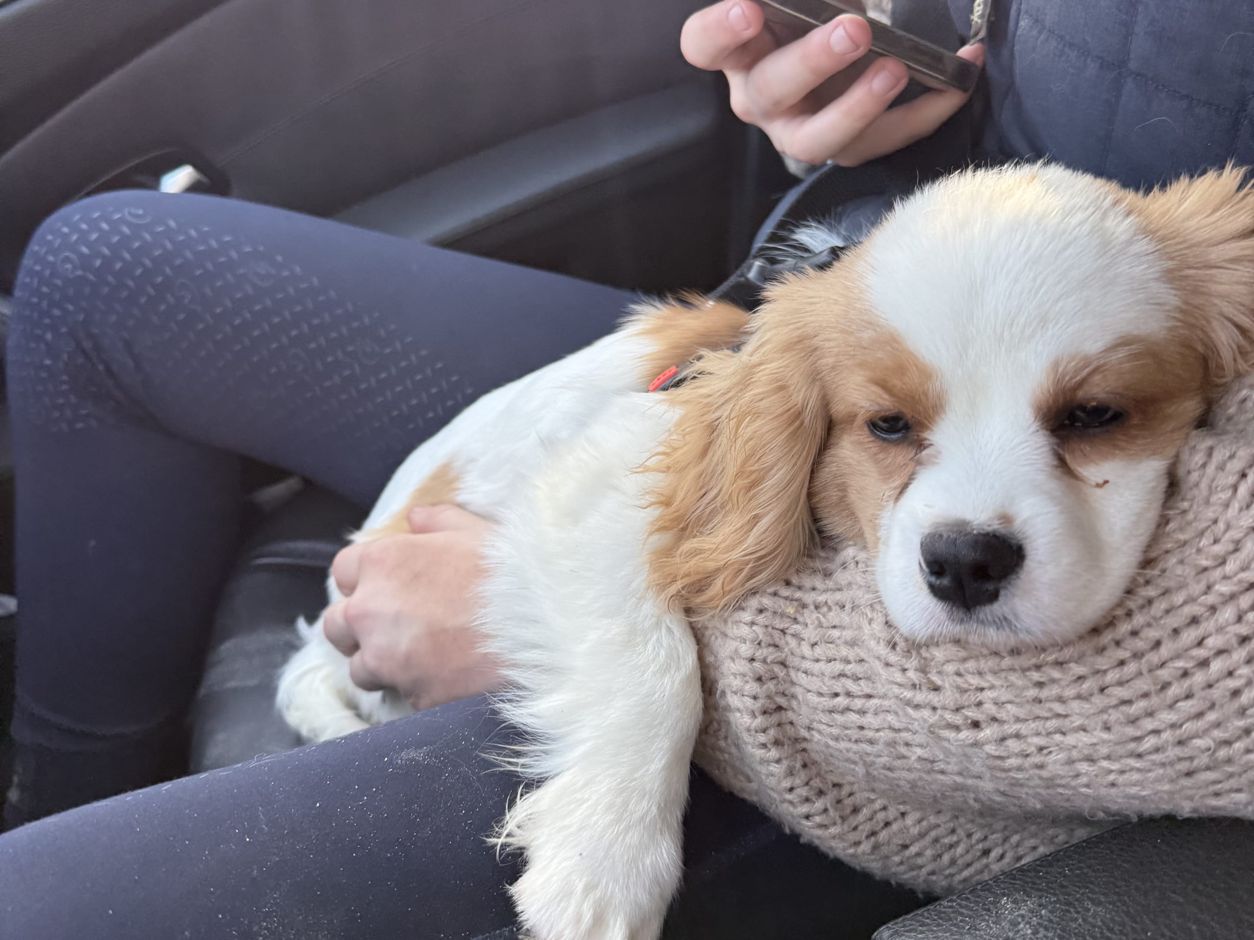 Cavalier King Charles Spaniel · 2025-09-23 · Frillesås · Slätters Ranch