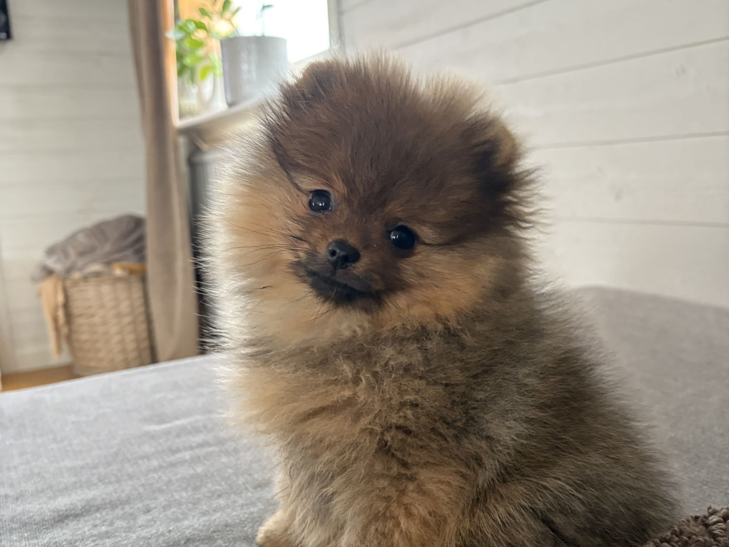 Pomeranian · 2025-11-23 · Uddevalla · Lavendelblommans kennel