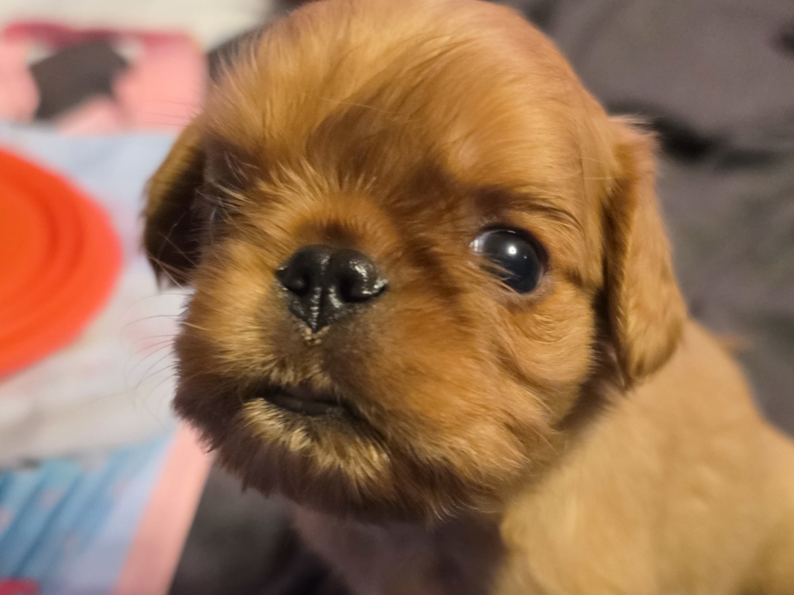King charles spaniel