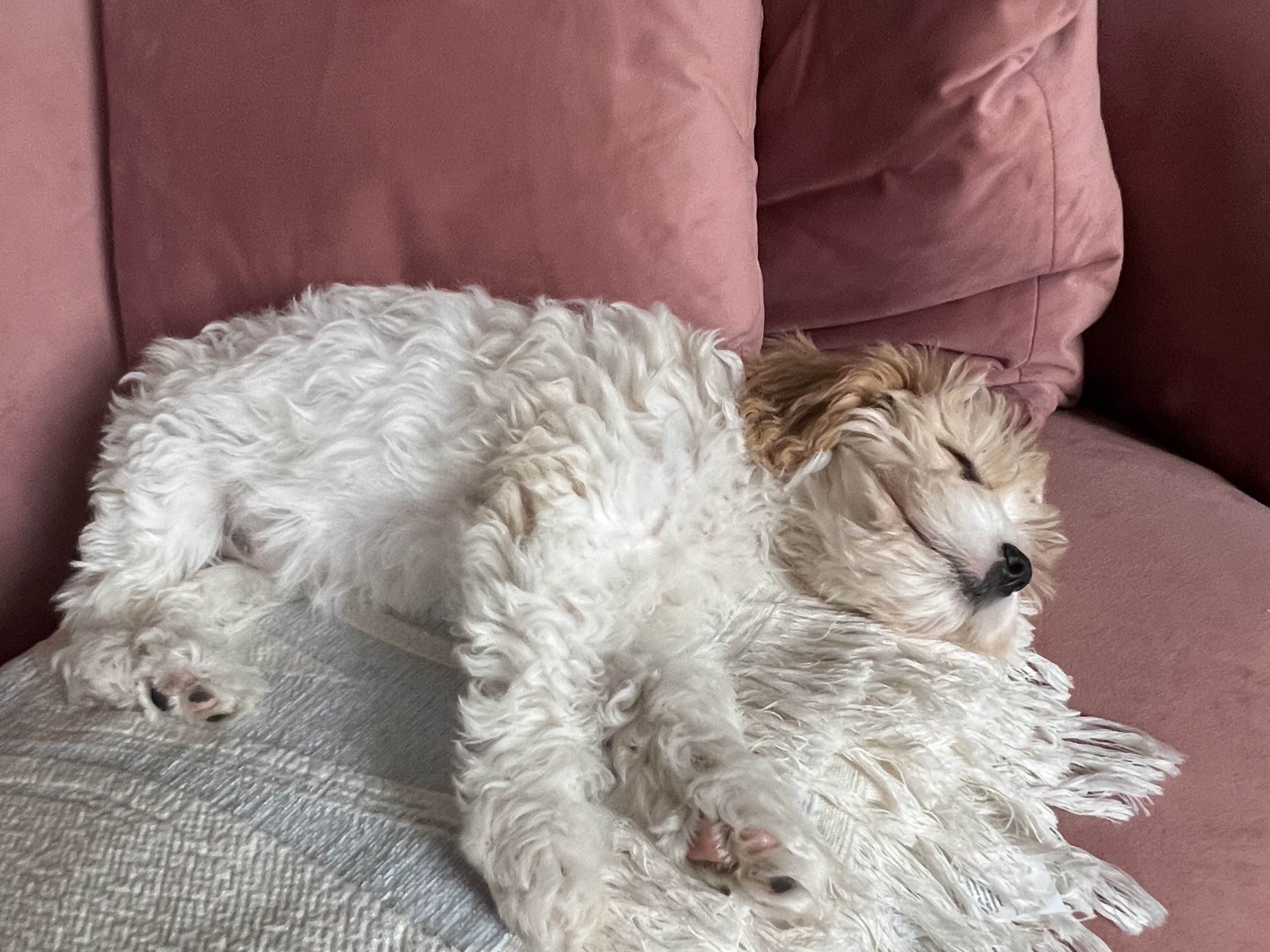 F1B Cavapoo · 2026-04-15 · Ekerö · Aster E.