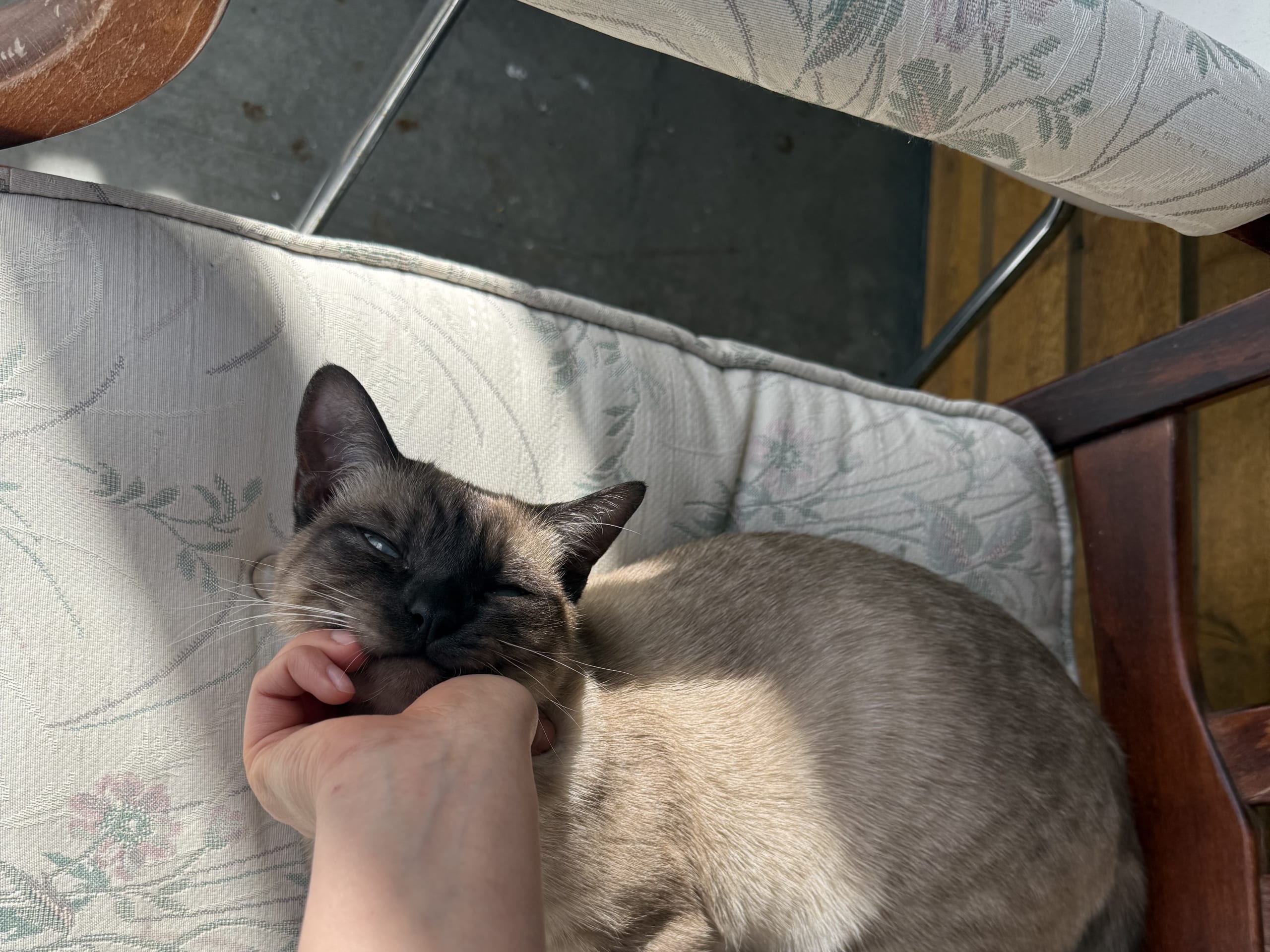 Ragdoll · Växjö · Sött katt söker nytt hem‼️