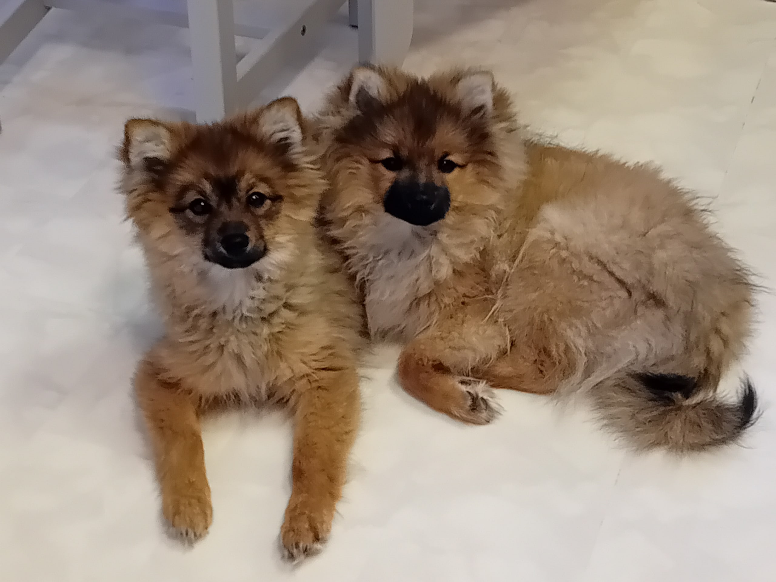 Tysk spets – mittelspitz