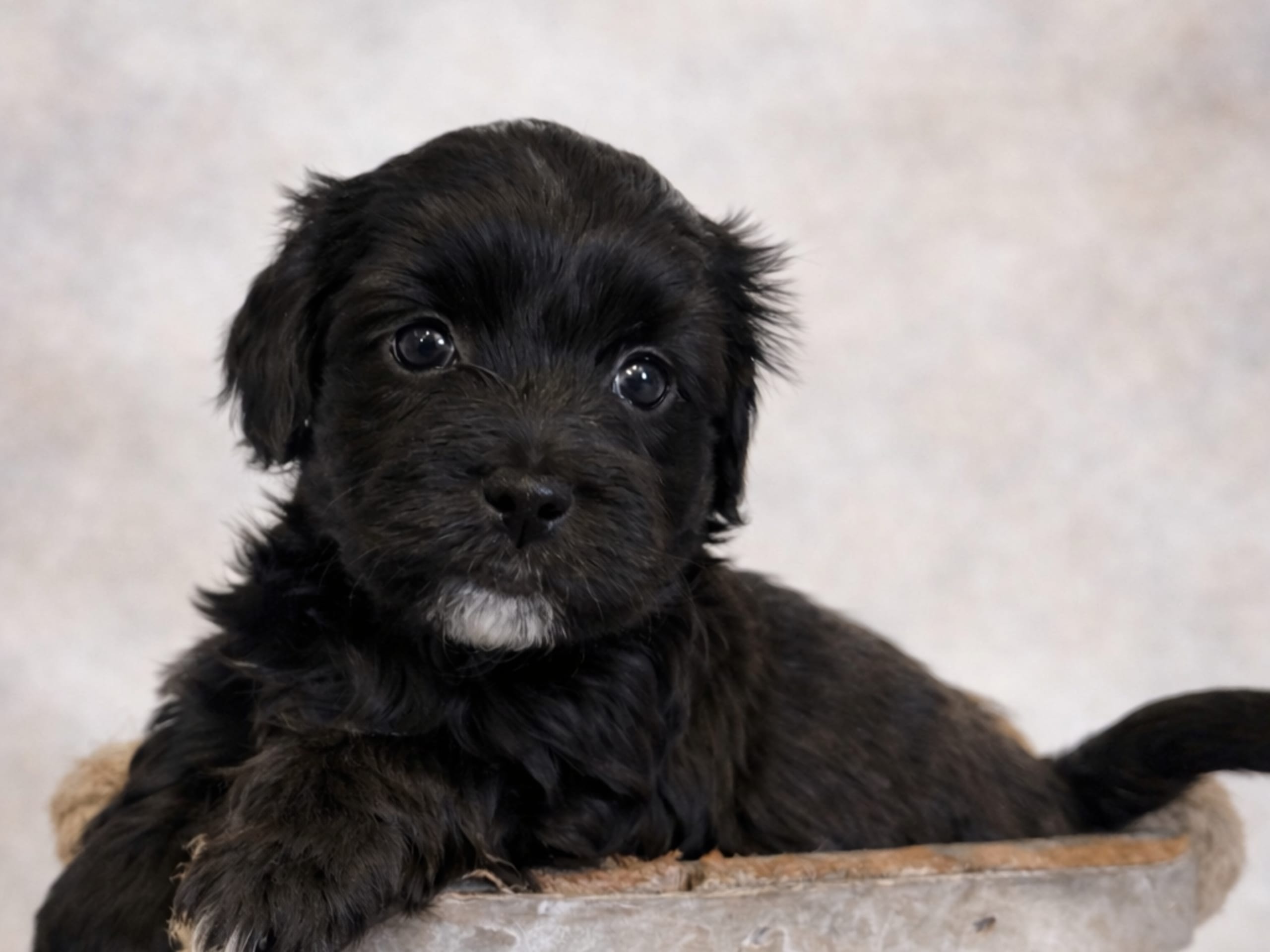 Havapoo · 2026-01-23 · Väring · Vaktmästarboställets kennel