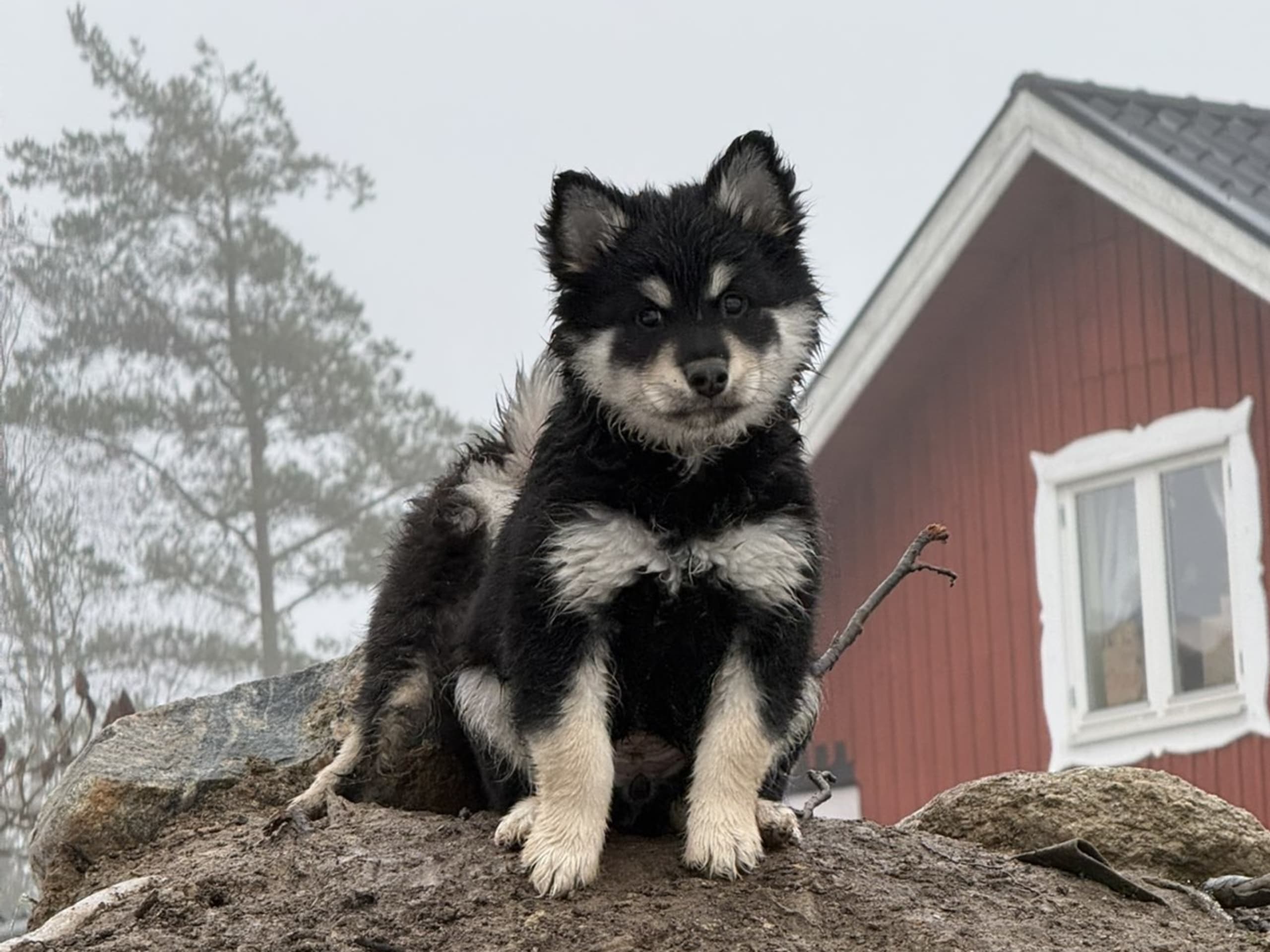 Finnish Lapphund · 2025-11-09 · Vikbolandet · Forever Black