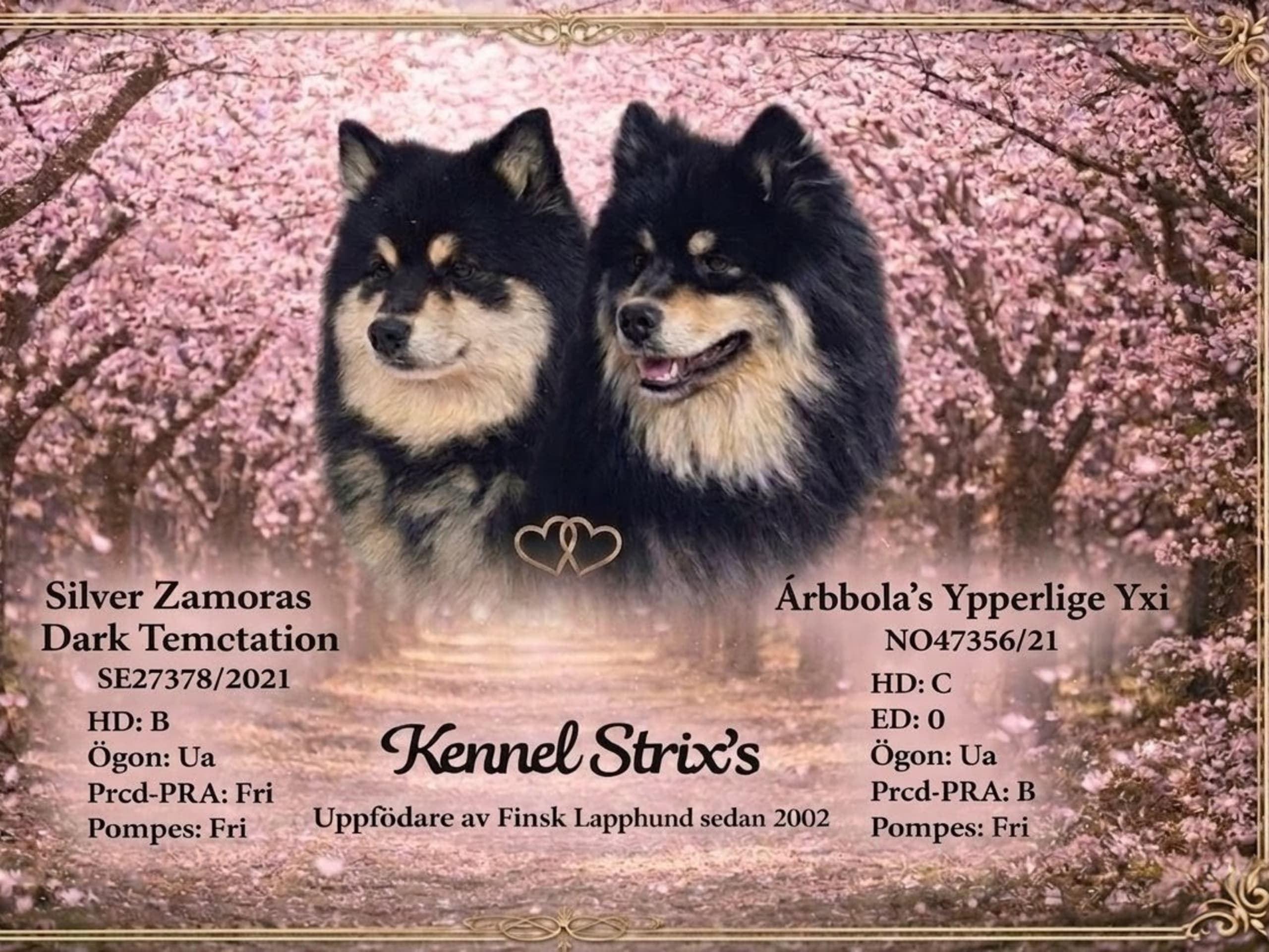Finnish Lapphund