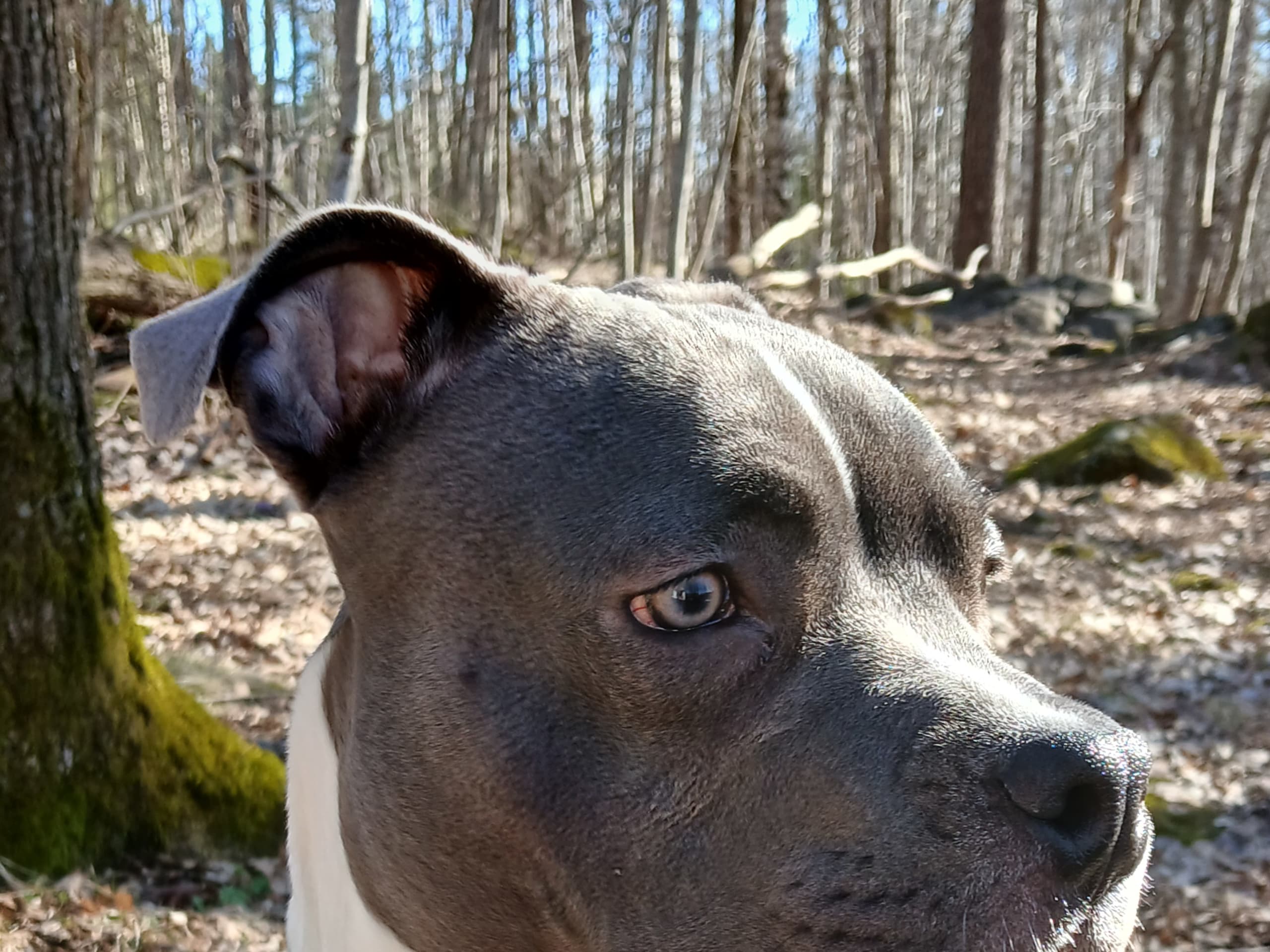 American staffordshire terrier