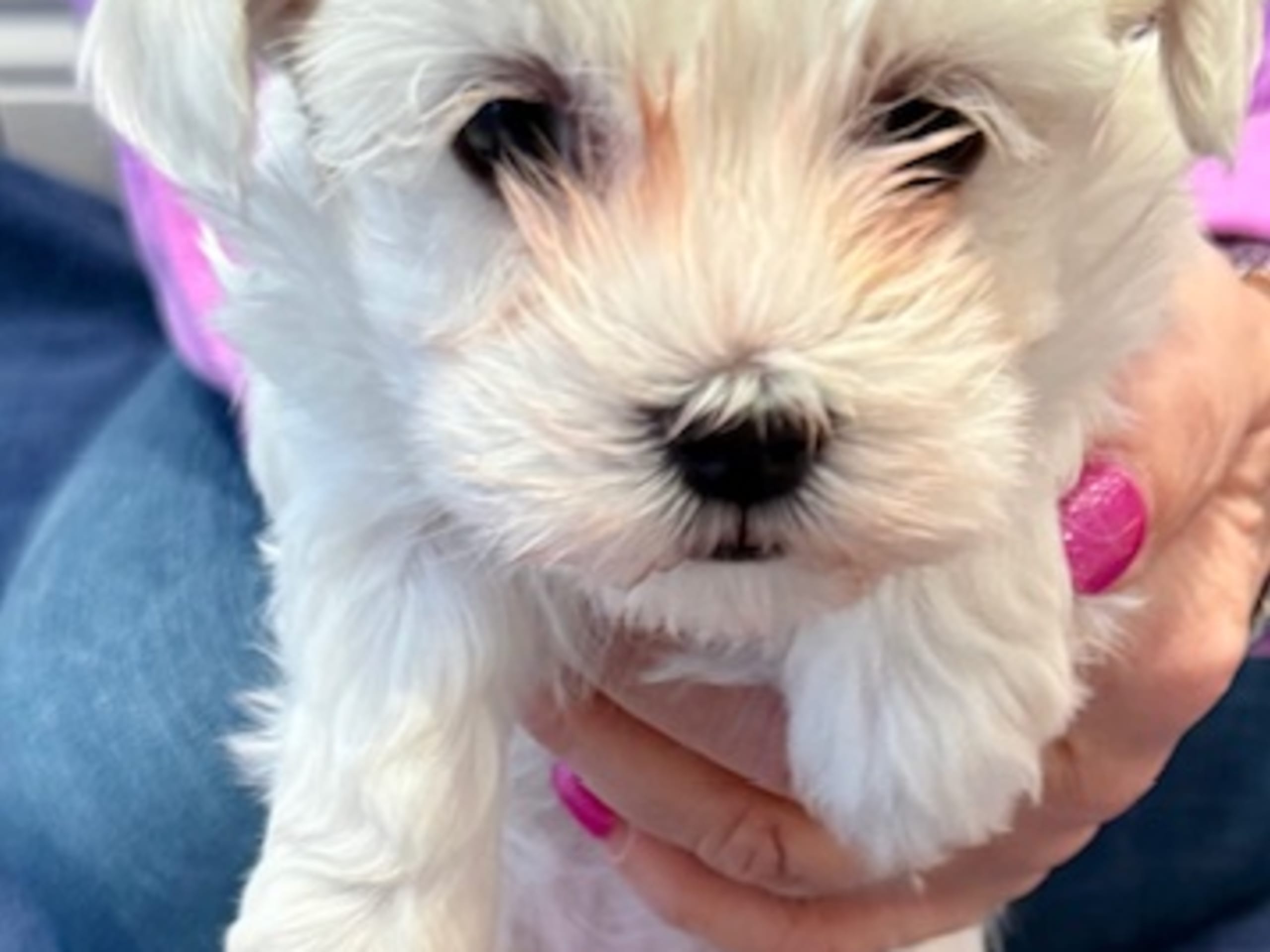 Maltese