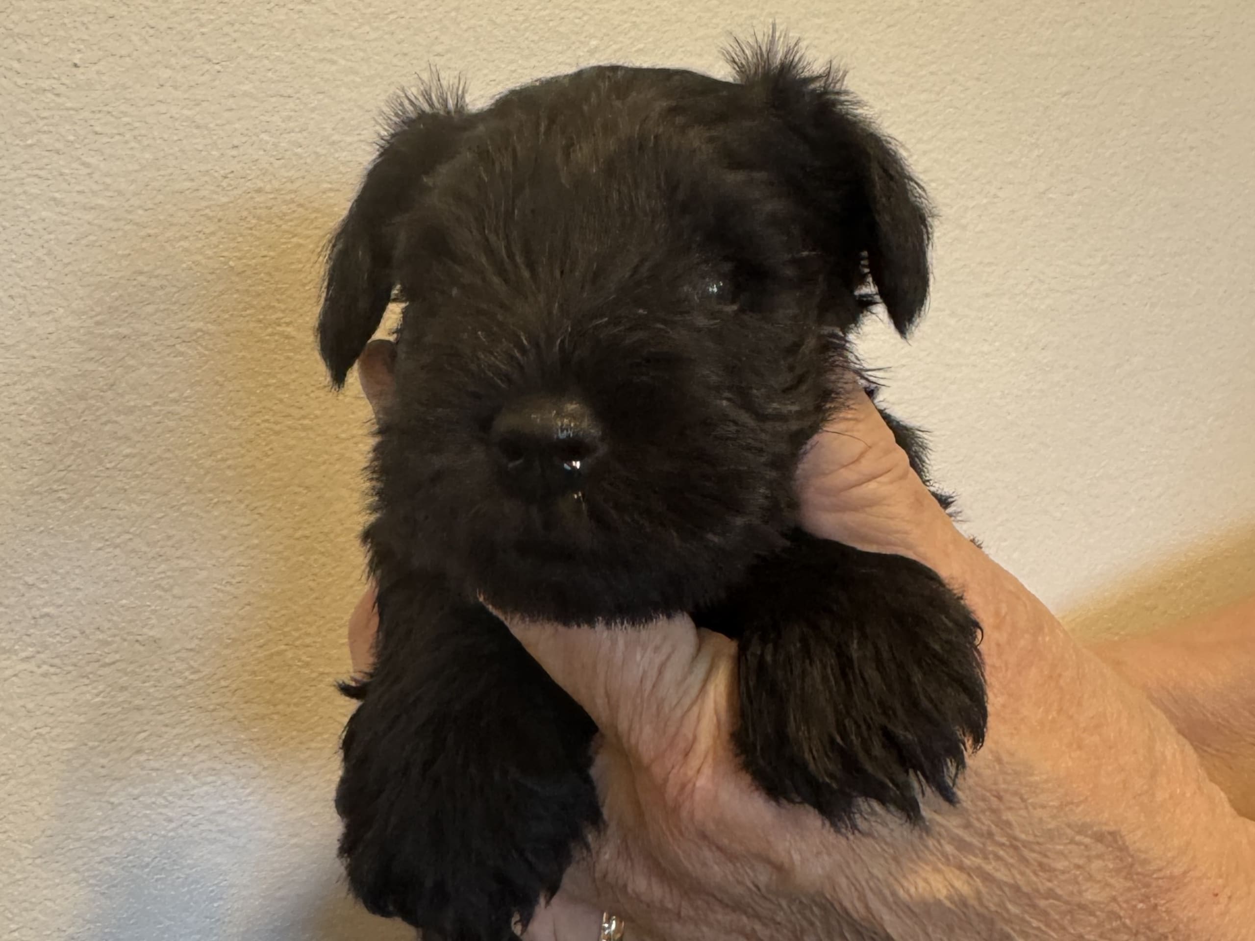 Miniature Schnauzer